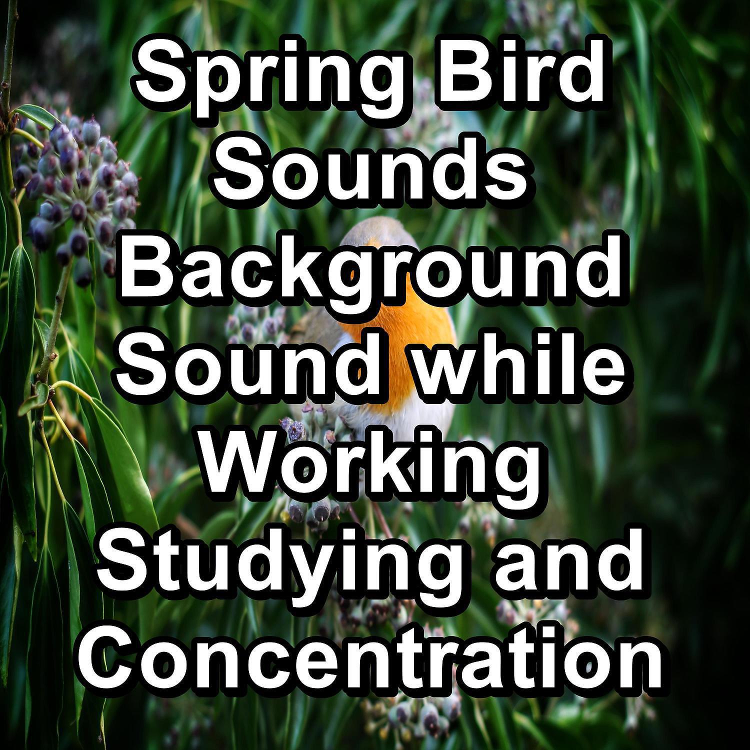 Постер альбома Spring Bird Sounds Background Sound while Working Studying and Concentration