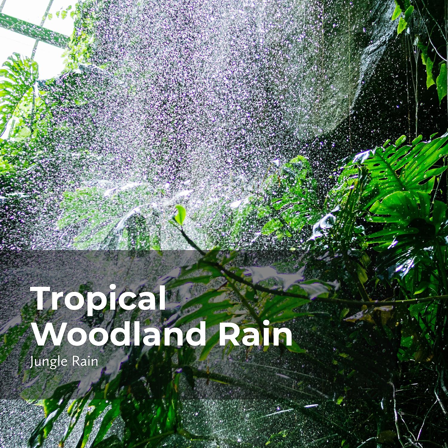 Deep Rain Sampling - Rainfall on Tall Trees