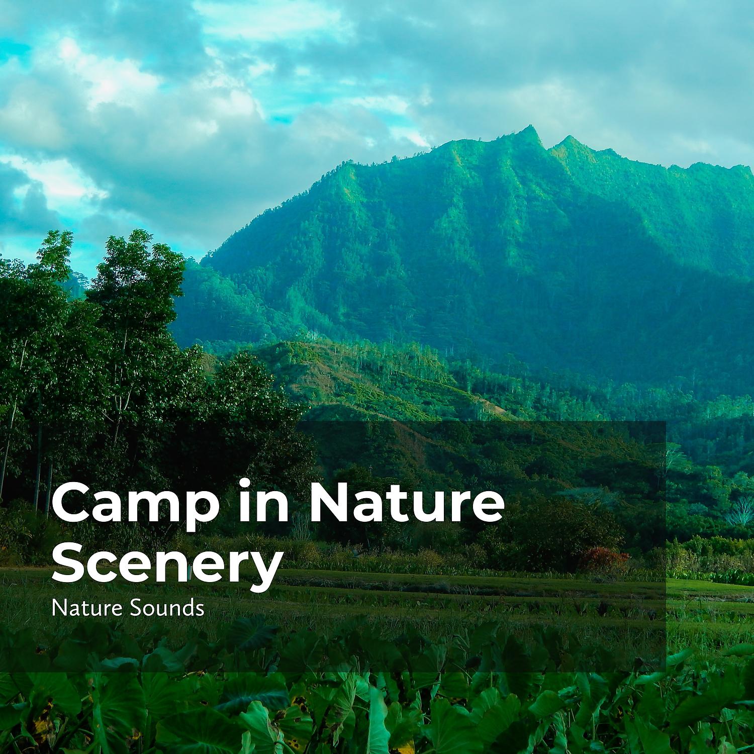 Постер альбома Camp in Nature Scenery