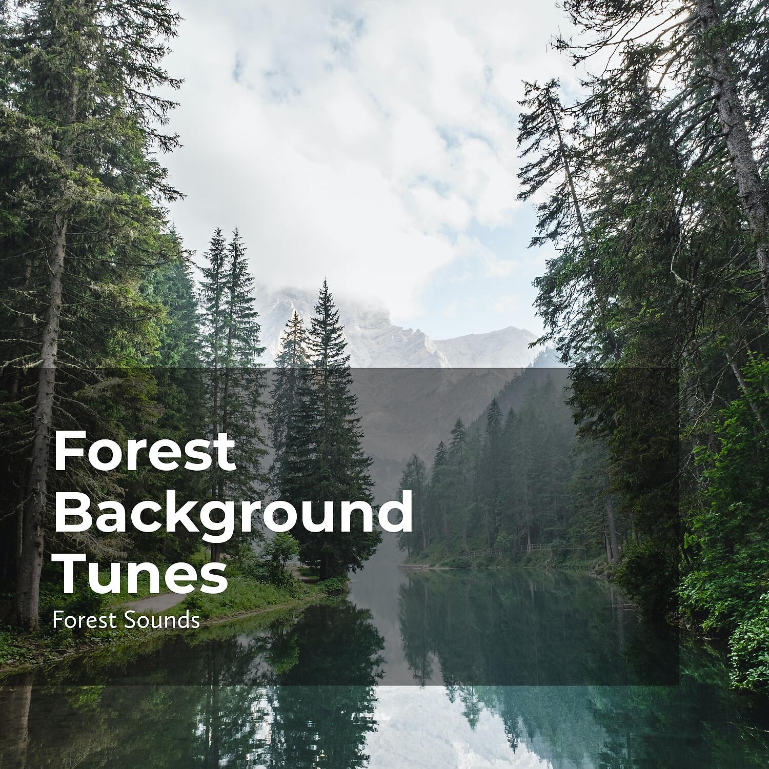 Ambient Forest - Flourishing Woodland