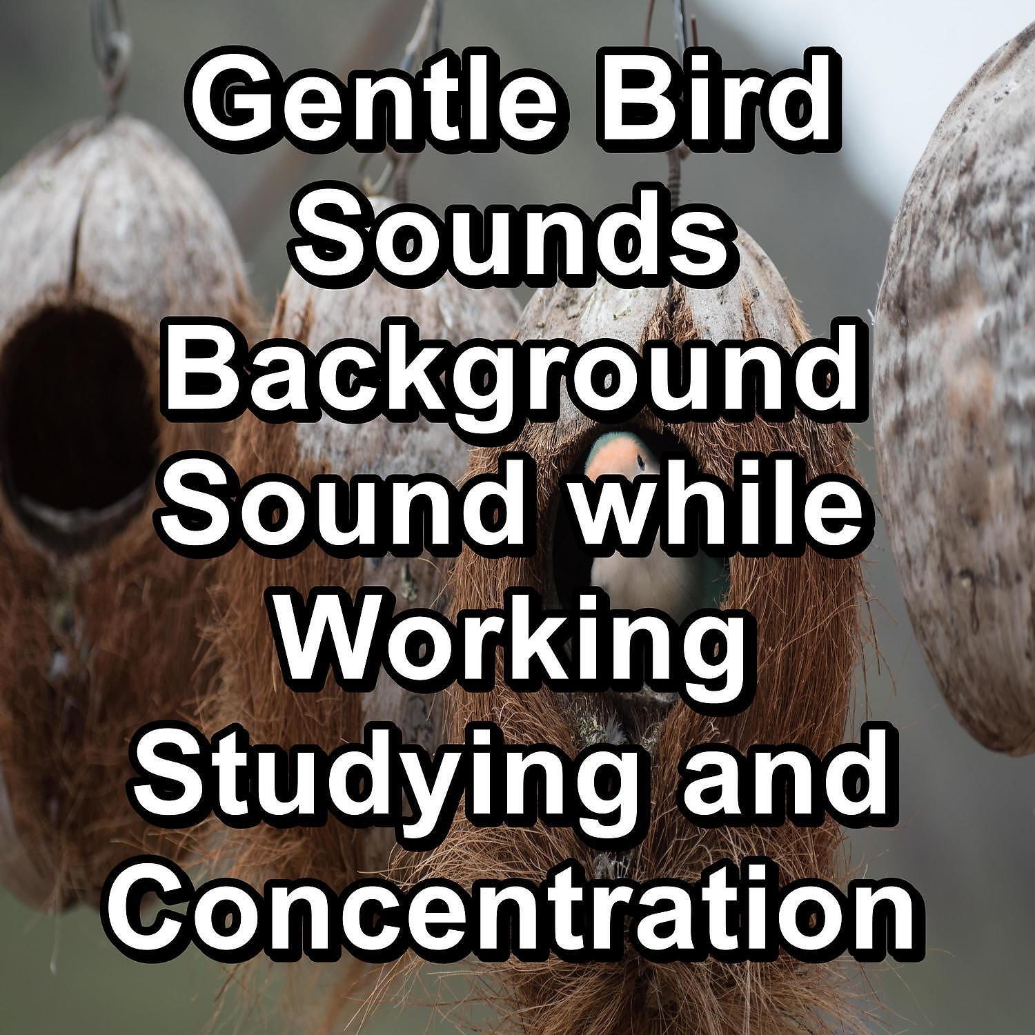 Nature And Bird Sounds - Calm Crows Music