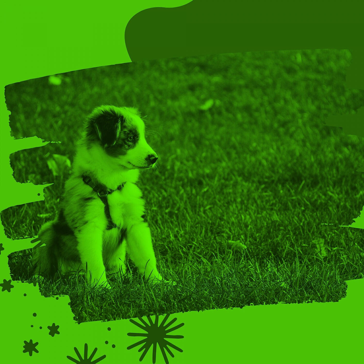 Relaxing Dog Music Ambience - Alluring Energetic Dogs