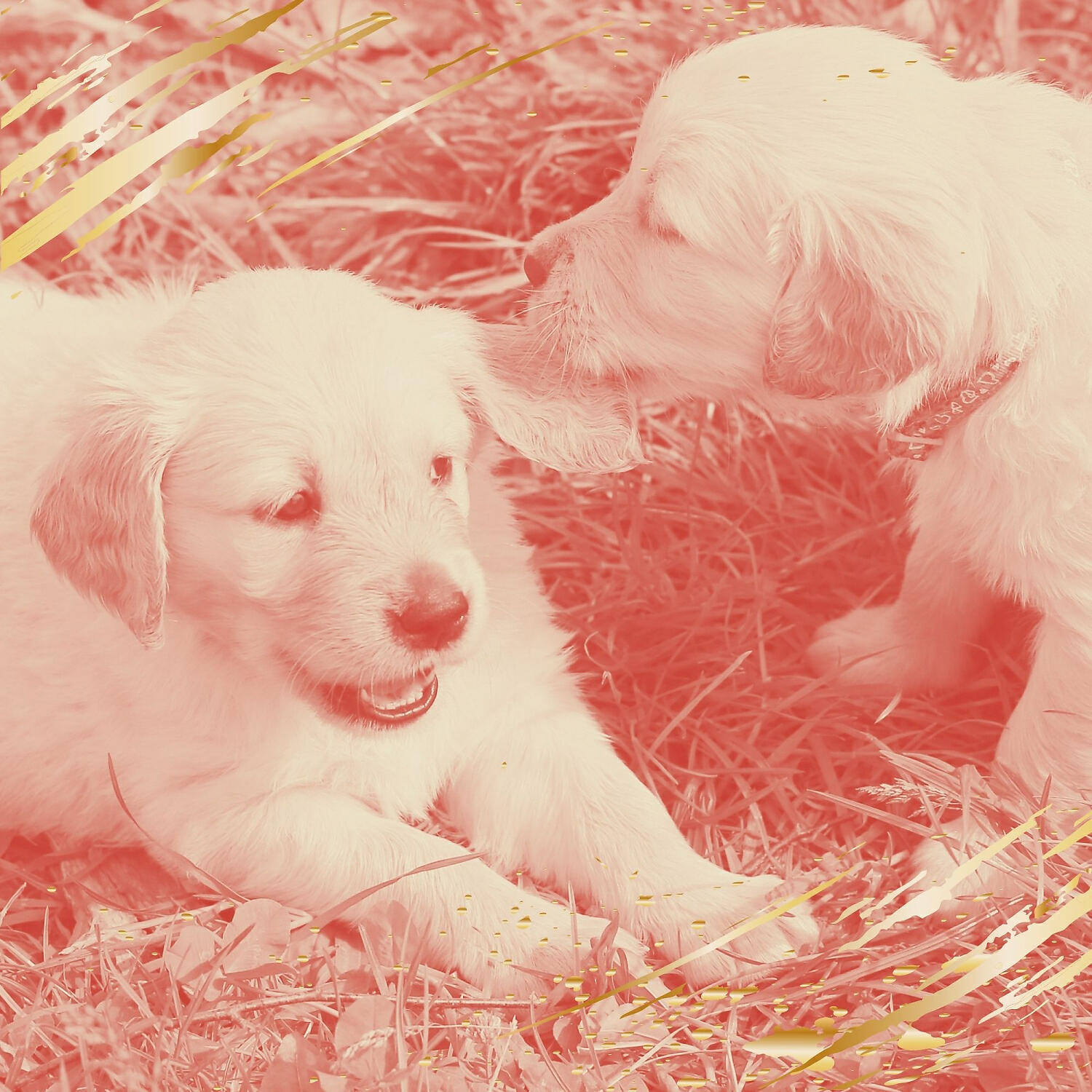 Relaxing Dog Music Deluxe - Exquisite Ambiance for Calming Your Puppy