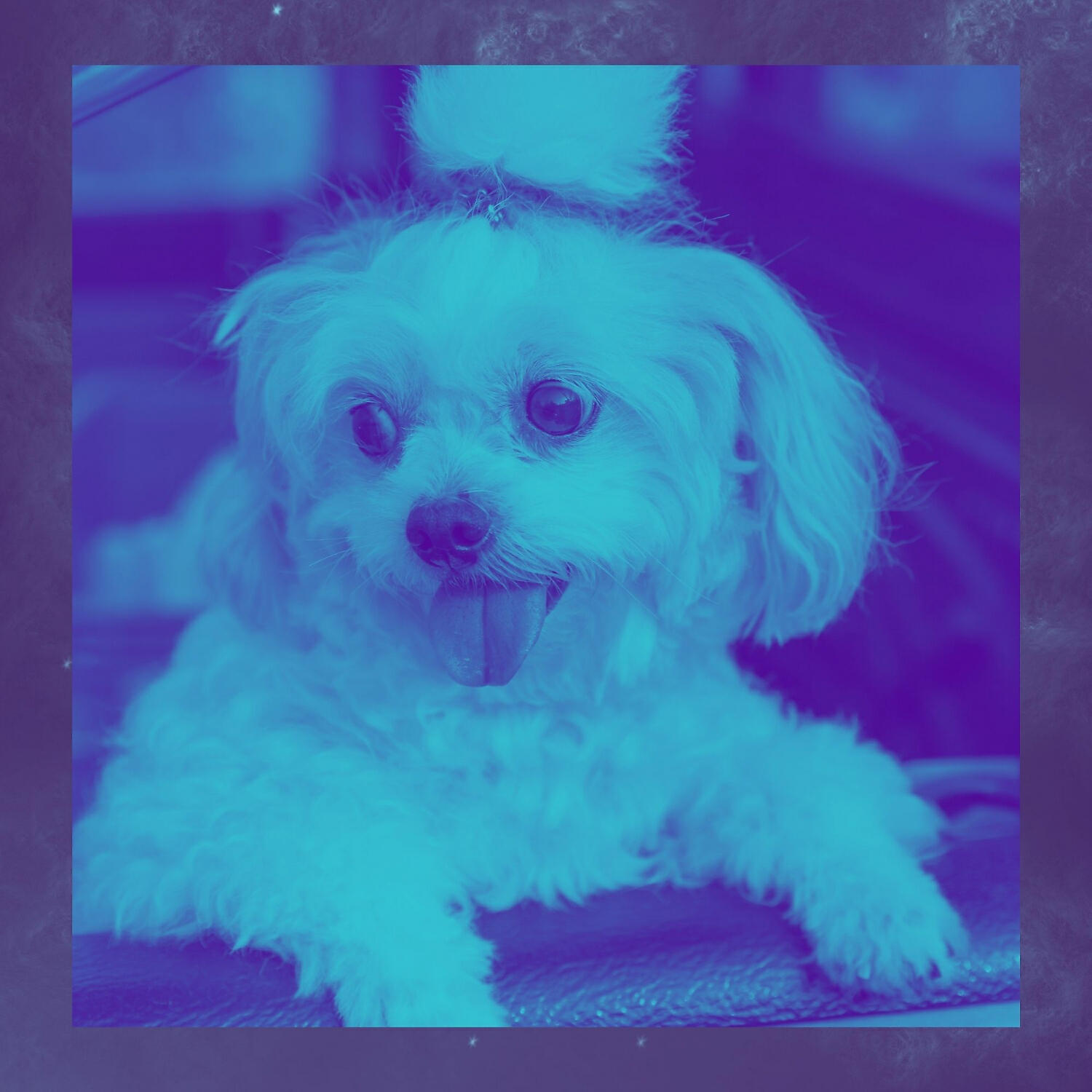 Relaxing Dog Music Rhythms - Charming Piano and Guitars - Vibe for Energetic Dogs