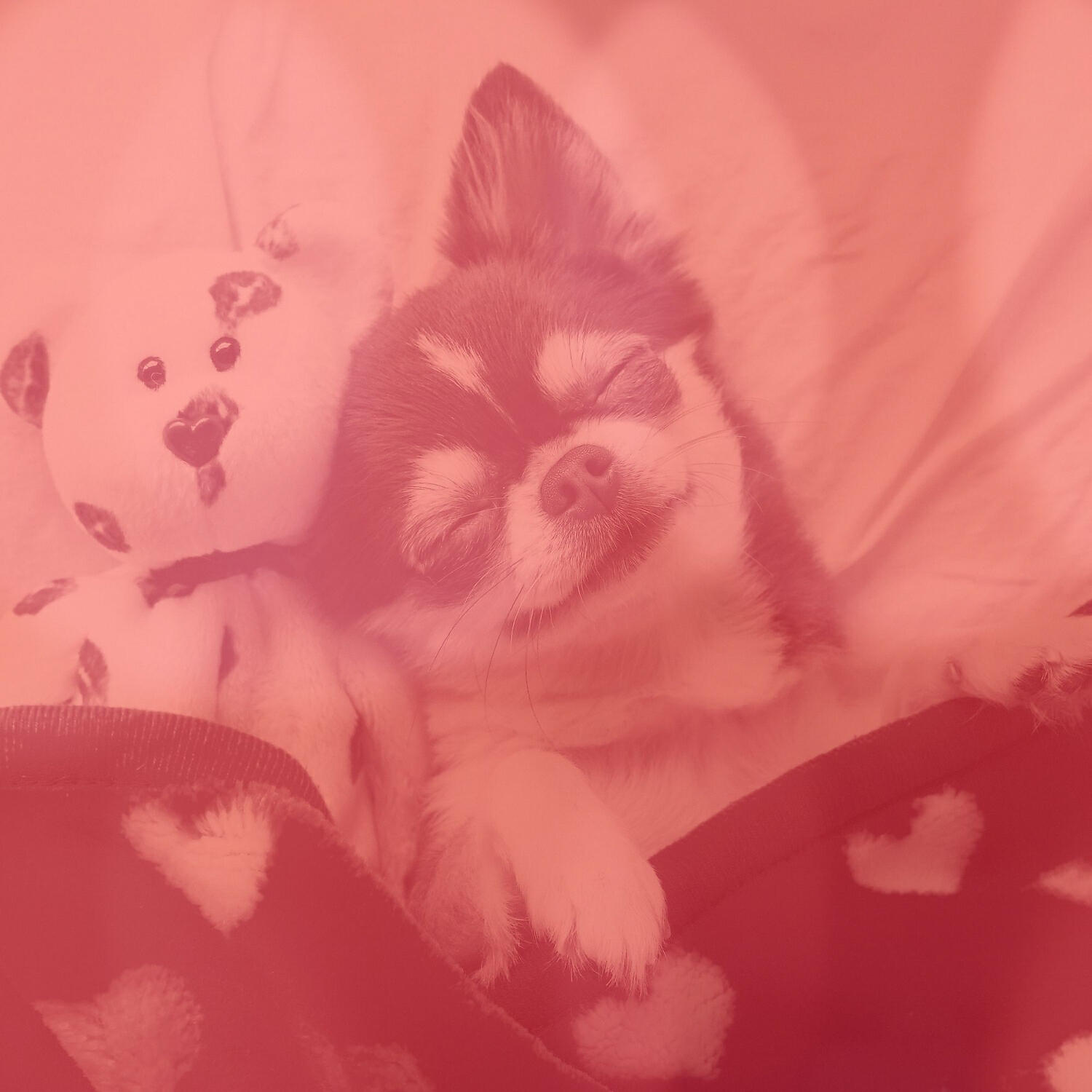 Relaxing Dog Music Play List - Easy Piano and Guitars - Vibe for Calming Your Puppy