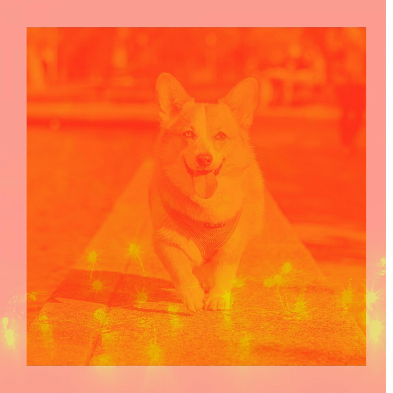 Relaxing Dog Music Romance - Guitar Music Soundtrack for Energetic Dogs