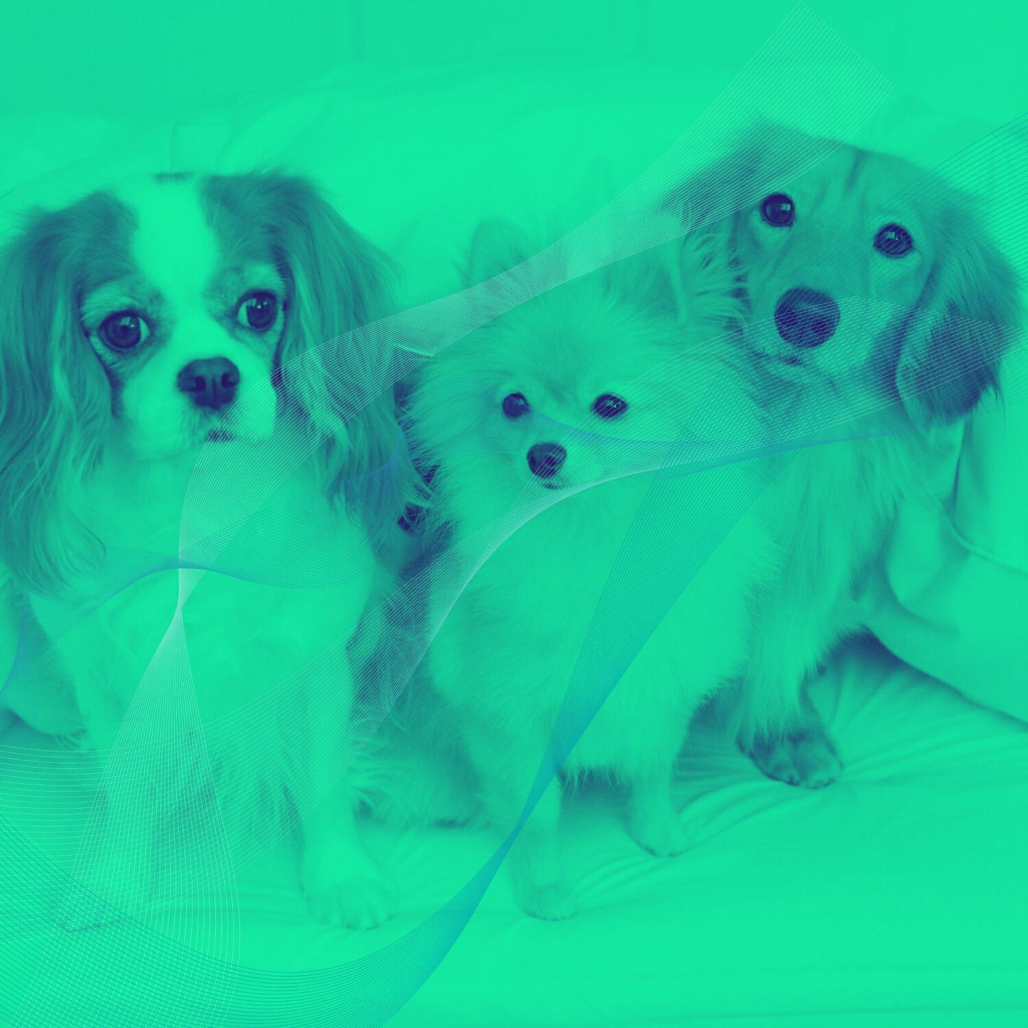 Relaxing Dog Music Prime - Sultry Music for Anxious Puppies