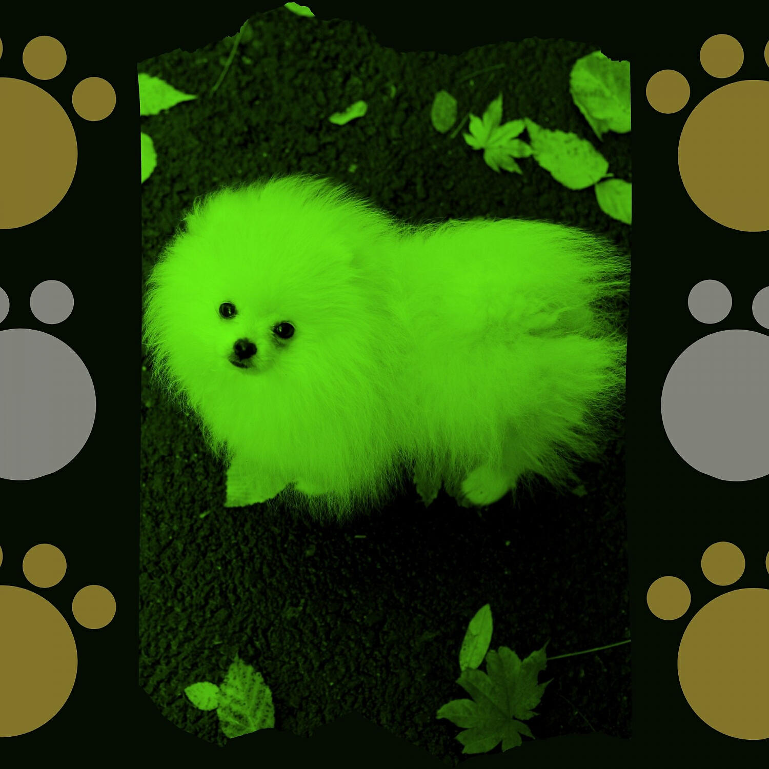 Relaxing Dog Music Play List - Scintillating Backdrops for Relaxing Your Dog
