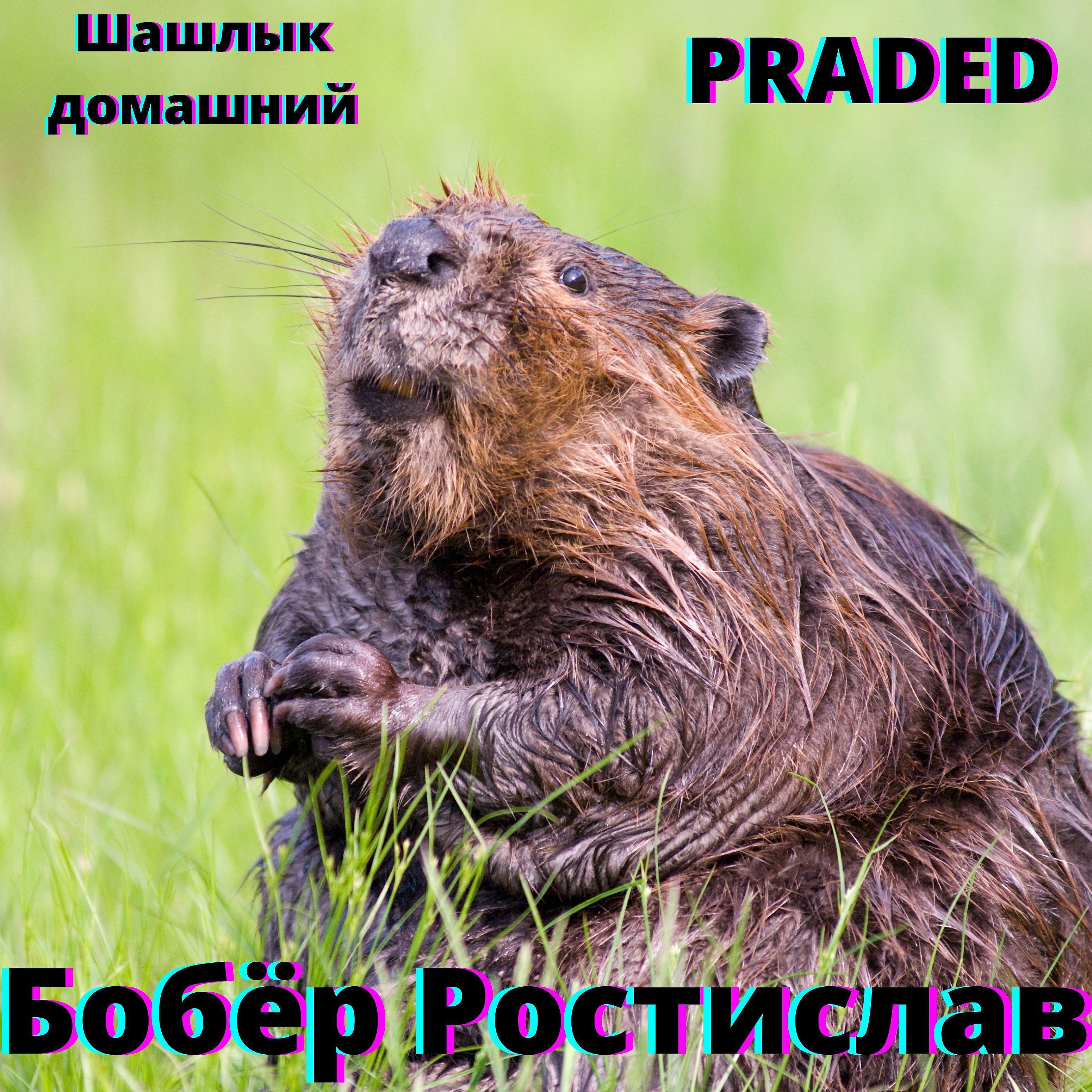 Постер альбома Бобёр Ростислав