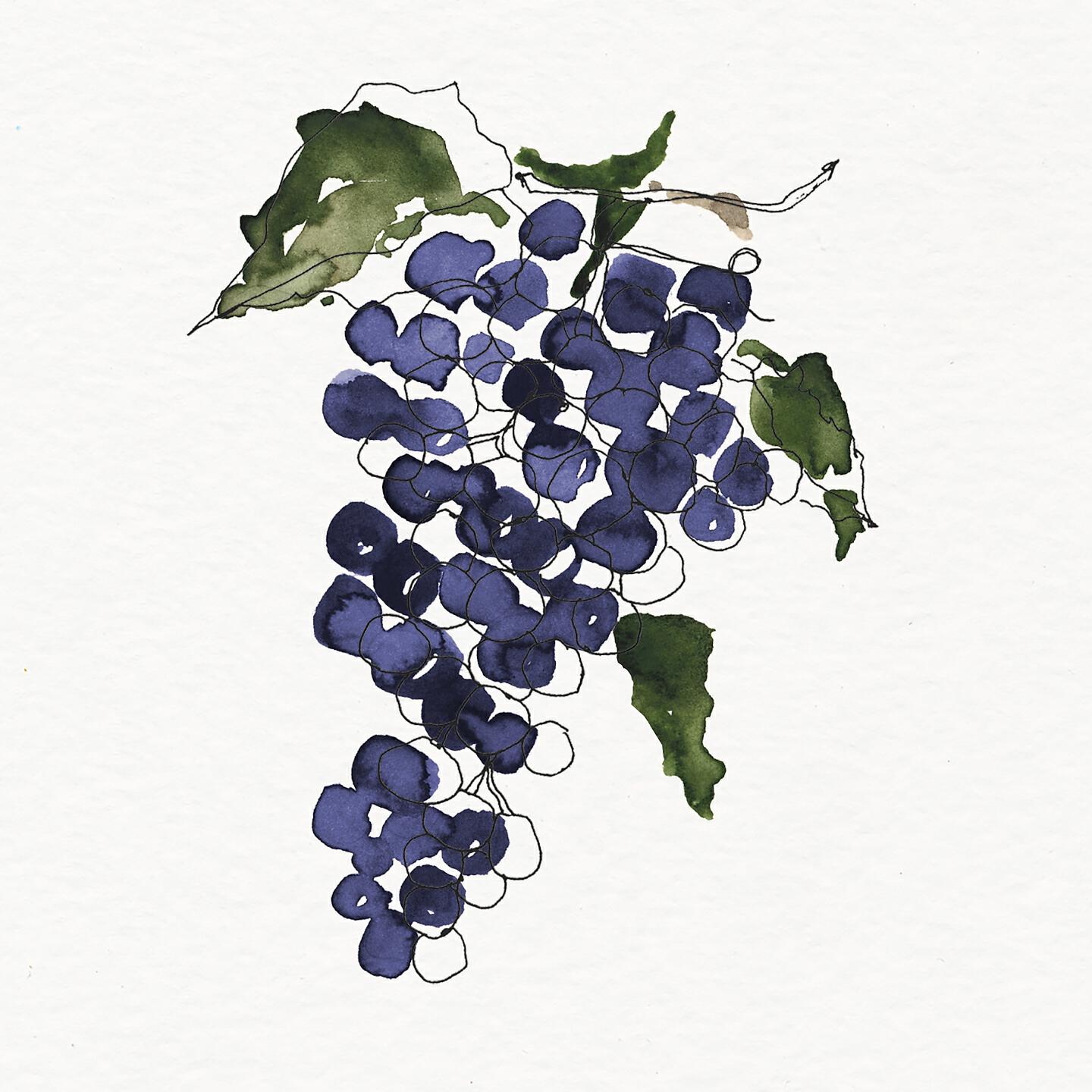 Phlocalyst - Pinot Noir
