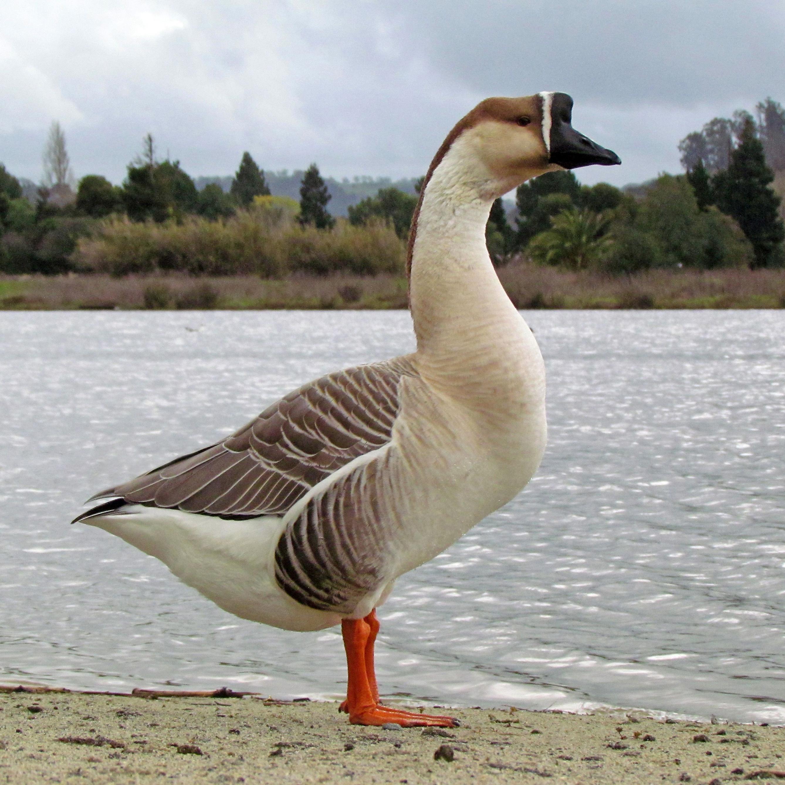 GOOSE - Dope