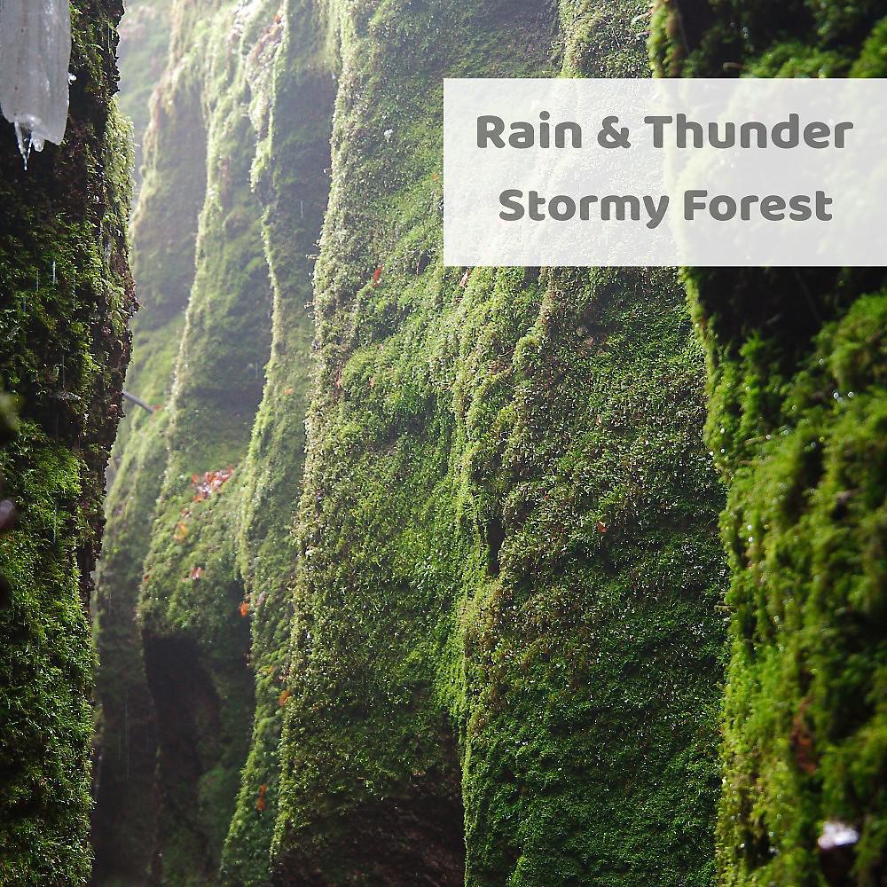 Постер альбома Stormy Forest