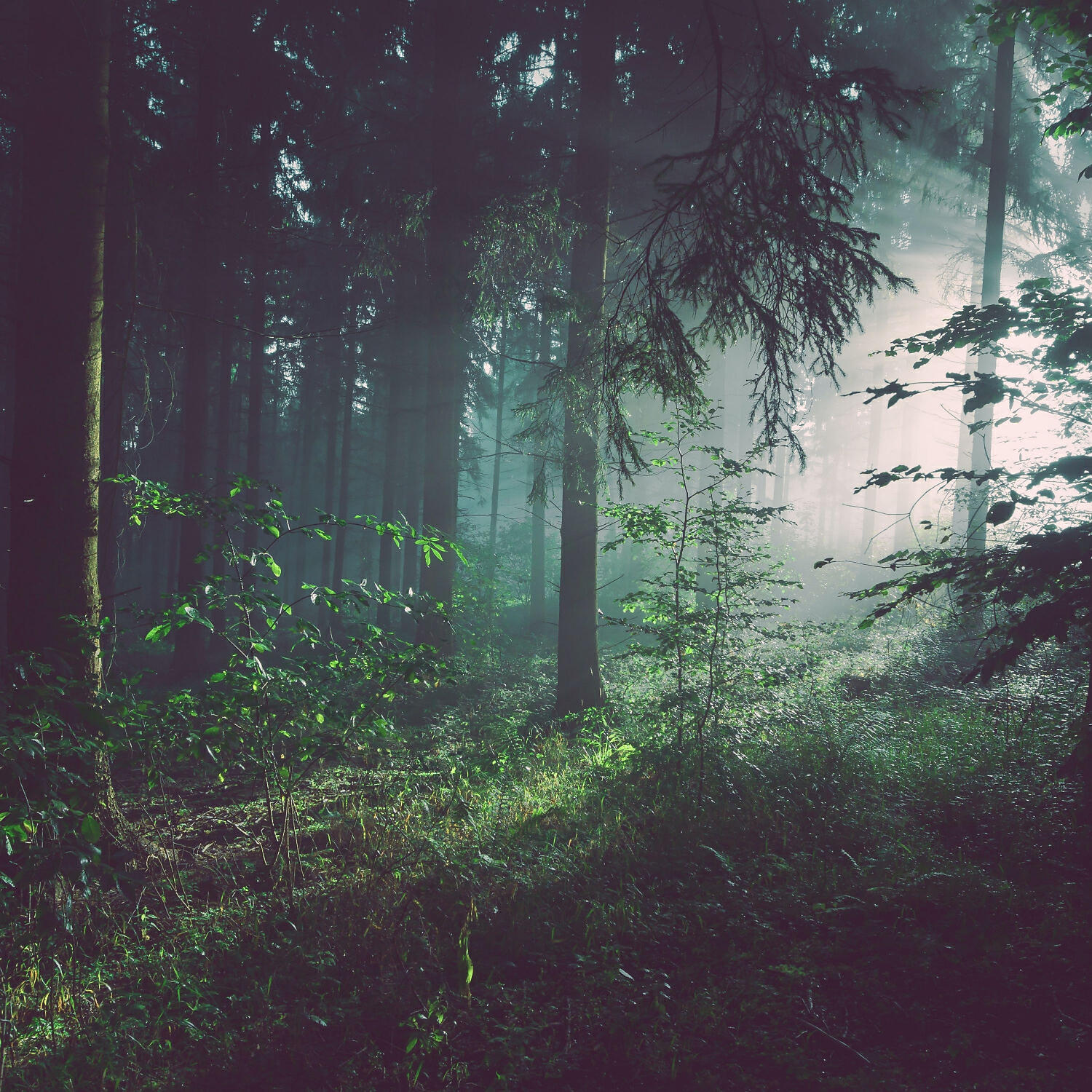 The Rain Library - Nature Sounds of Rain