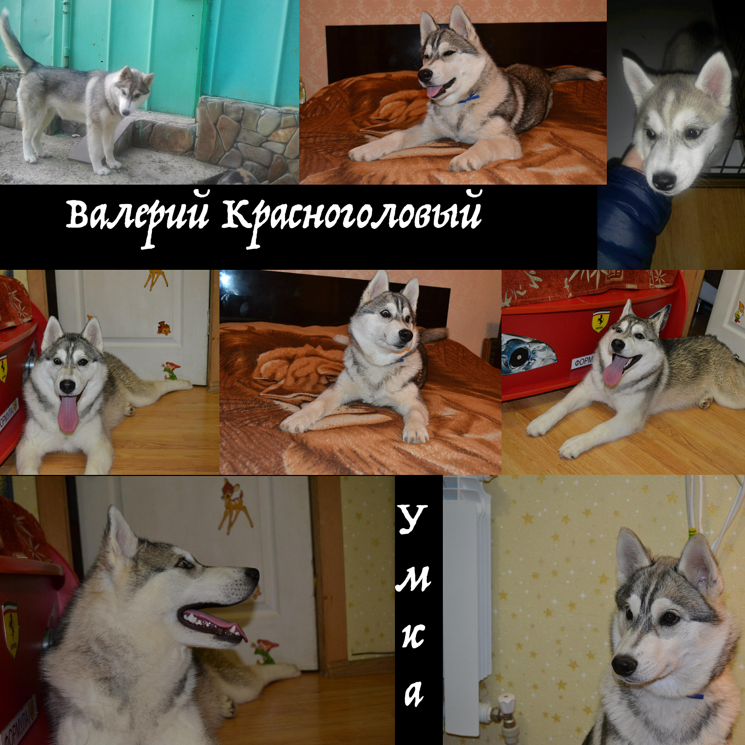 Валерий Красноголовый - Умка