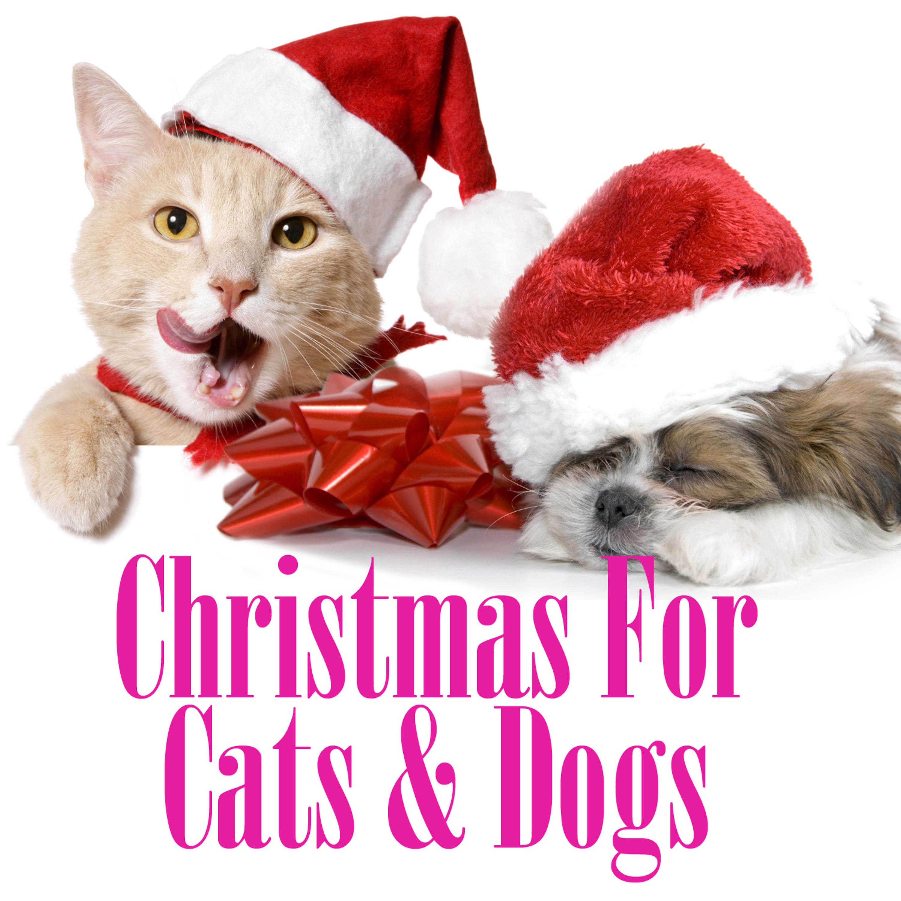 Постер альбома Christmas for Cats & Dogs