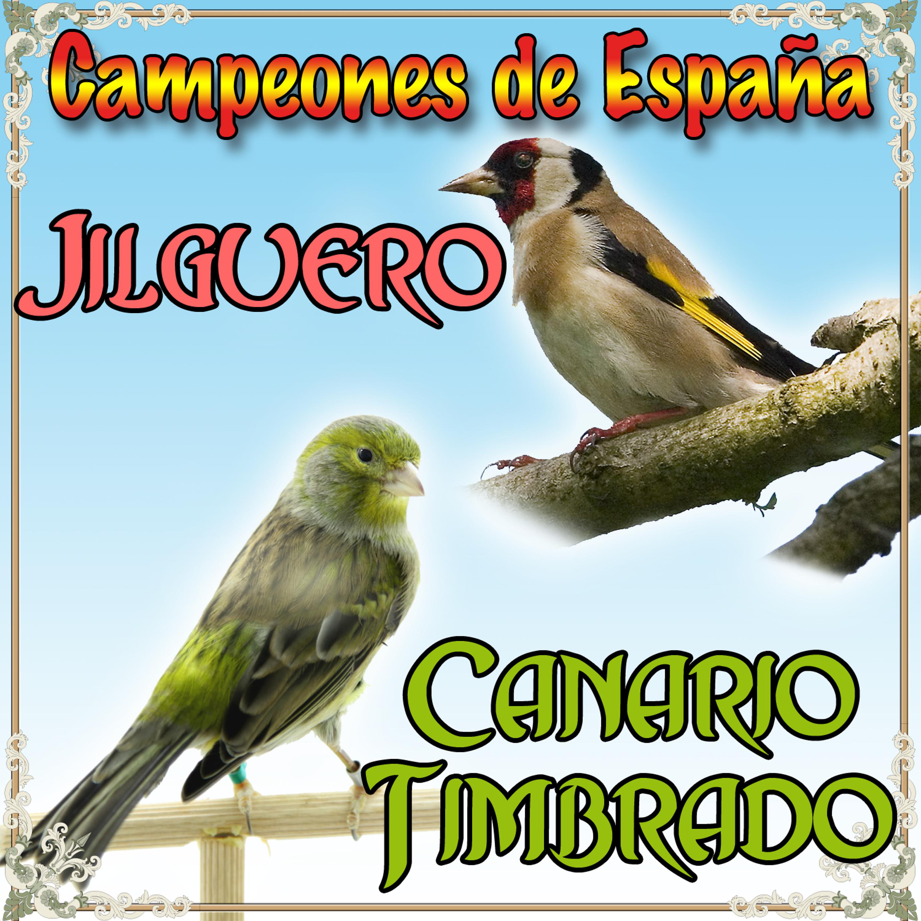 Постер альбома Canario Timbrado y Jilguero, Campeones de España