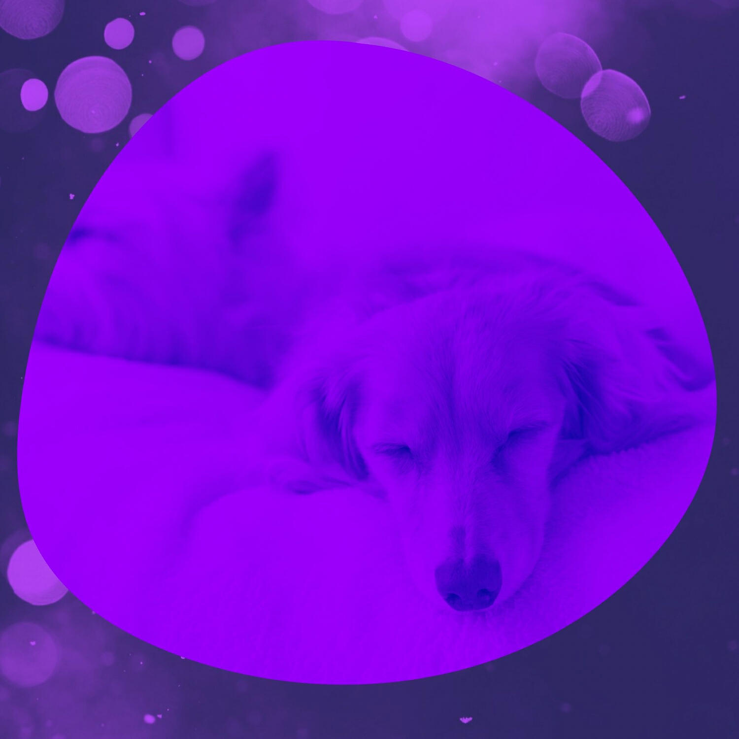 Music for Dogs Playlist - Harp Music Soundtrack for Calming Your Dog