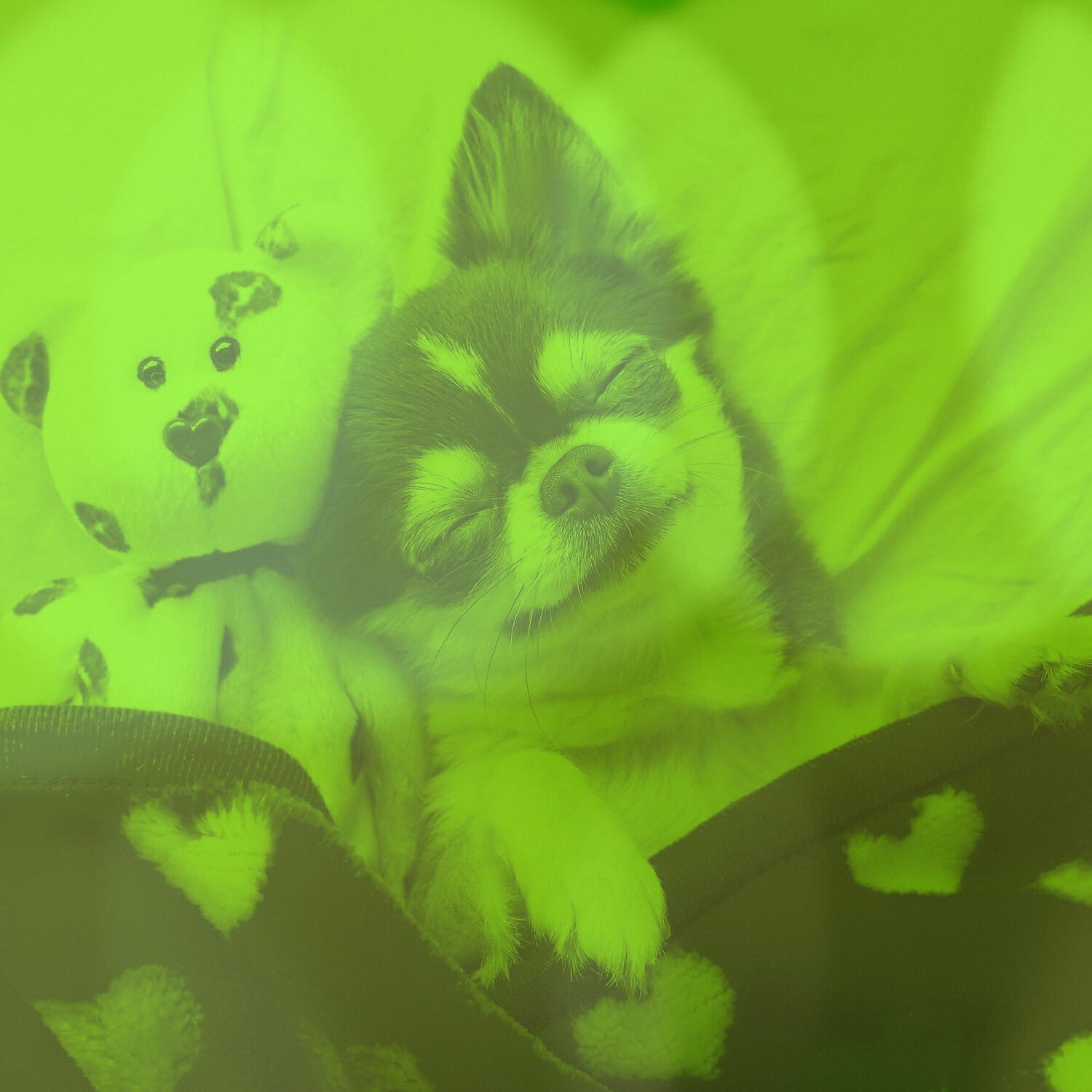 Comfortable Doggy Music - Refined Ambiance for Doggy Naptime