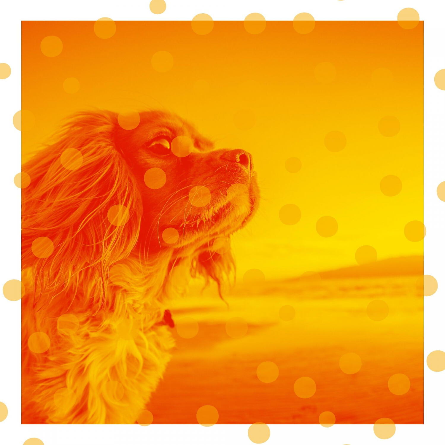 Attractive Relaxing Dog Music - Dashing Backdrops for Calming Puppies