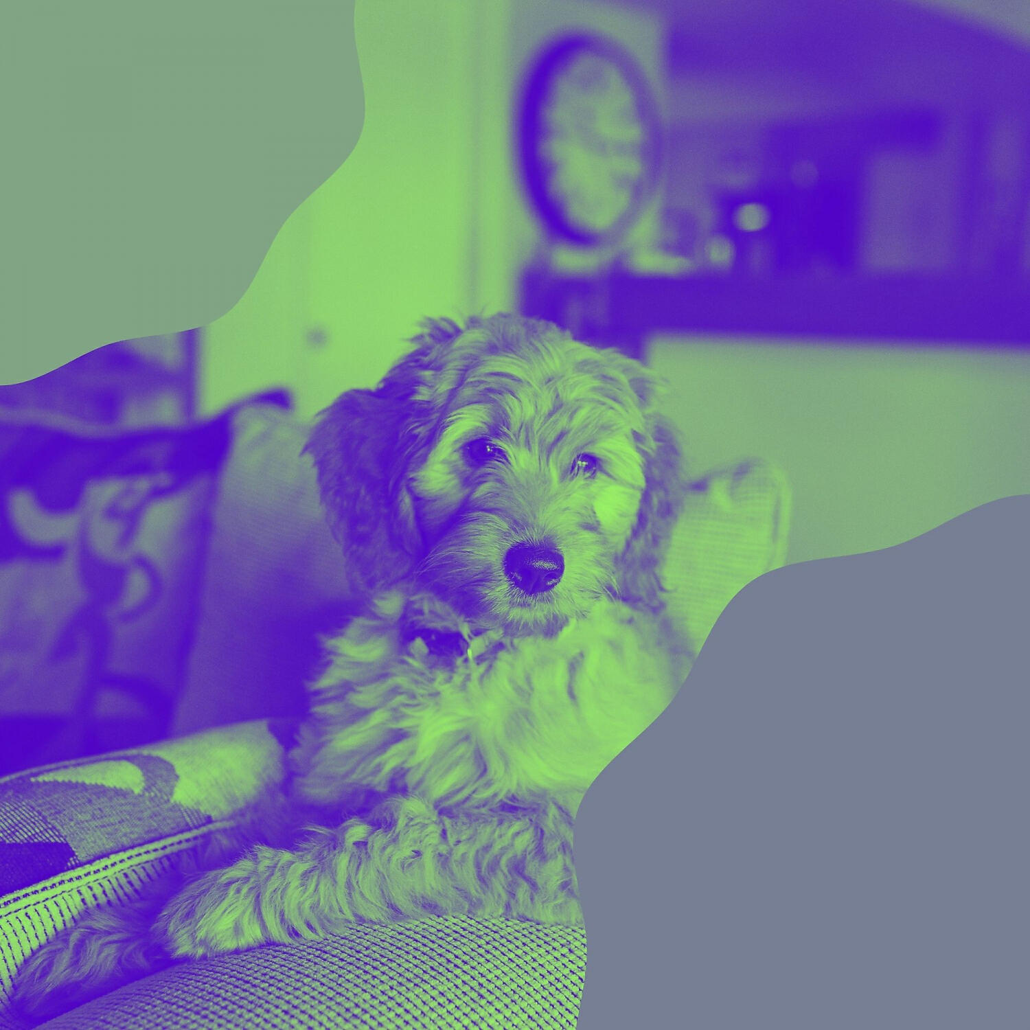 Relaxing Dog Music Orchestra - Uplifting Backdrops for Dog Training