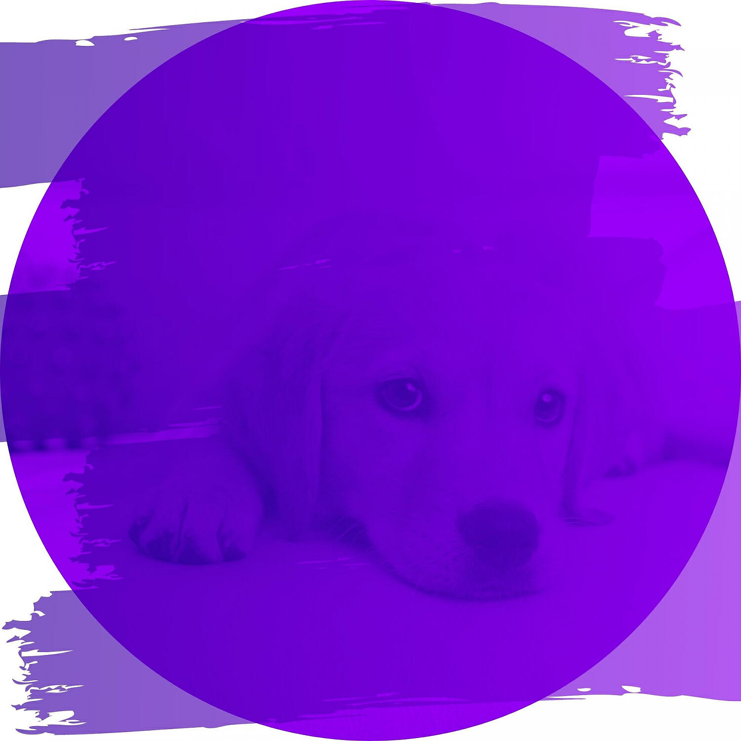 Relaxing Dog Music Play List - Excellent Harps and Guitars - Vibe for Dog Walking