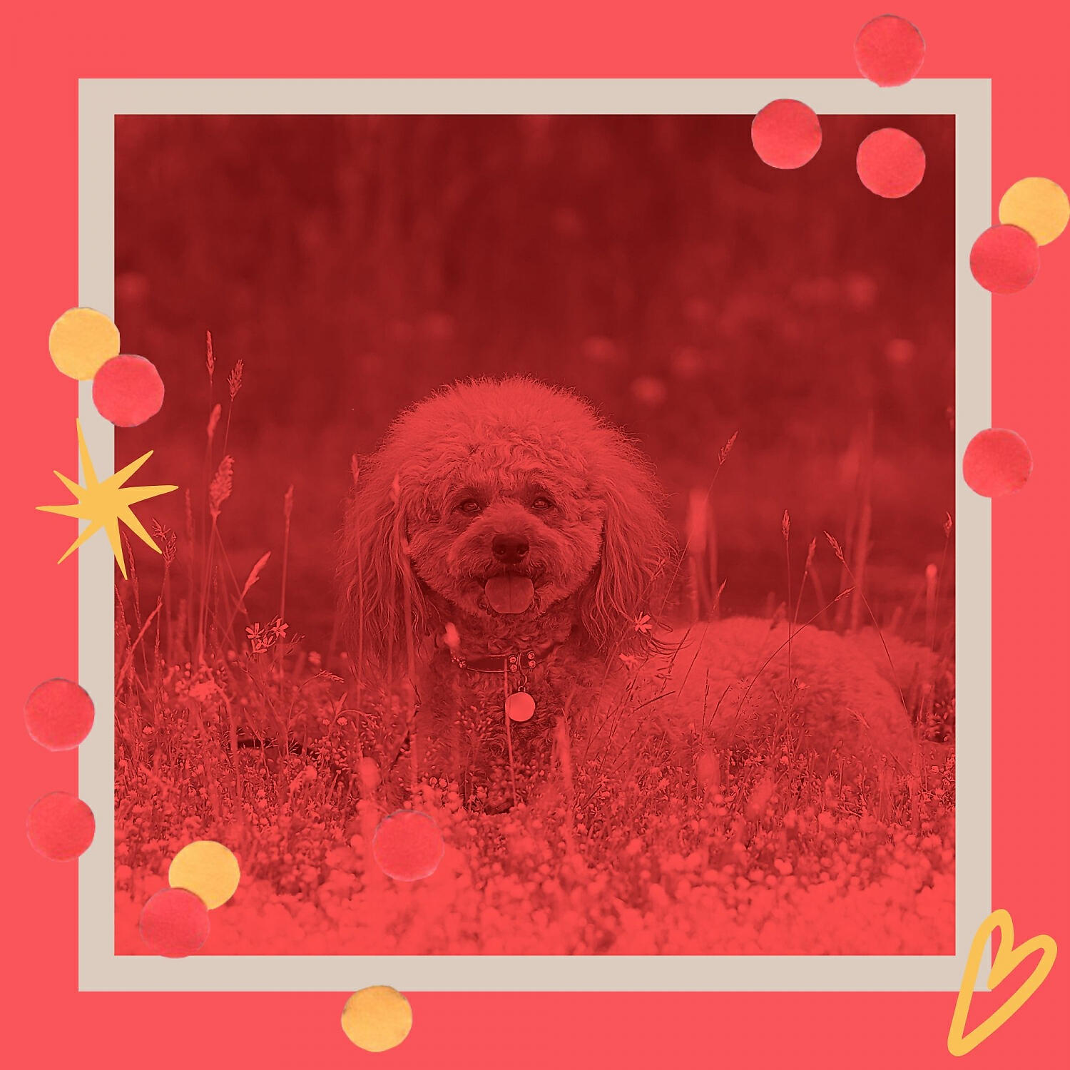 Beautiful Relaxing Dog Music - Calm Dog Walking