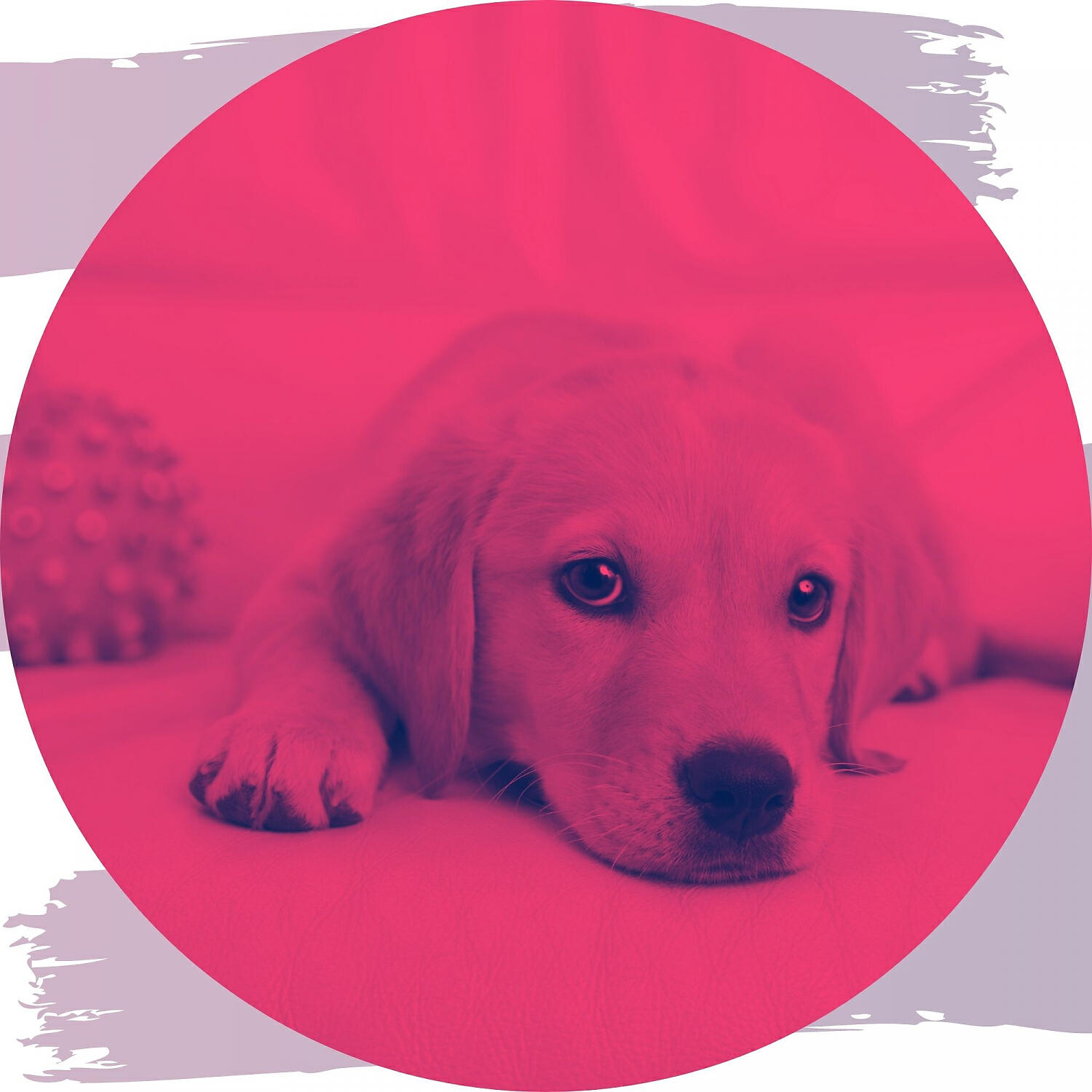 Relaxing Dog Music Orchestra - Soulful Moods for Doggy Naptime