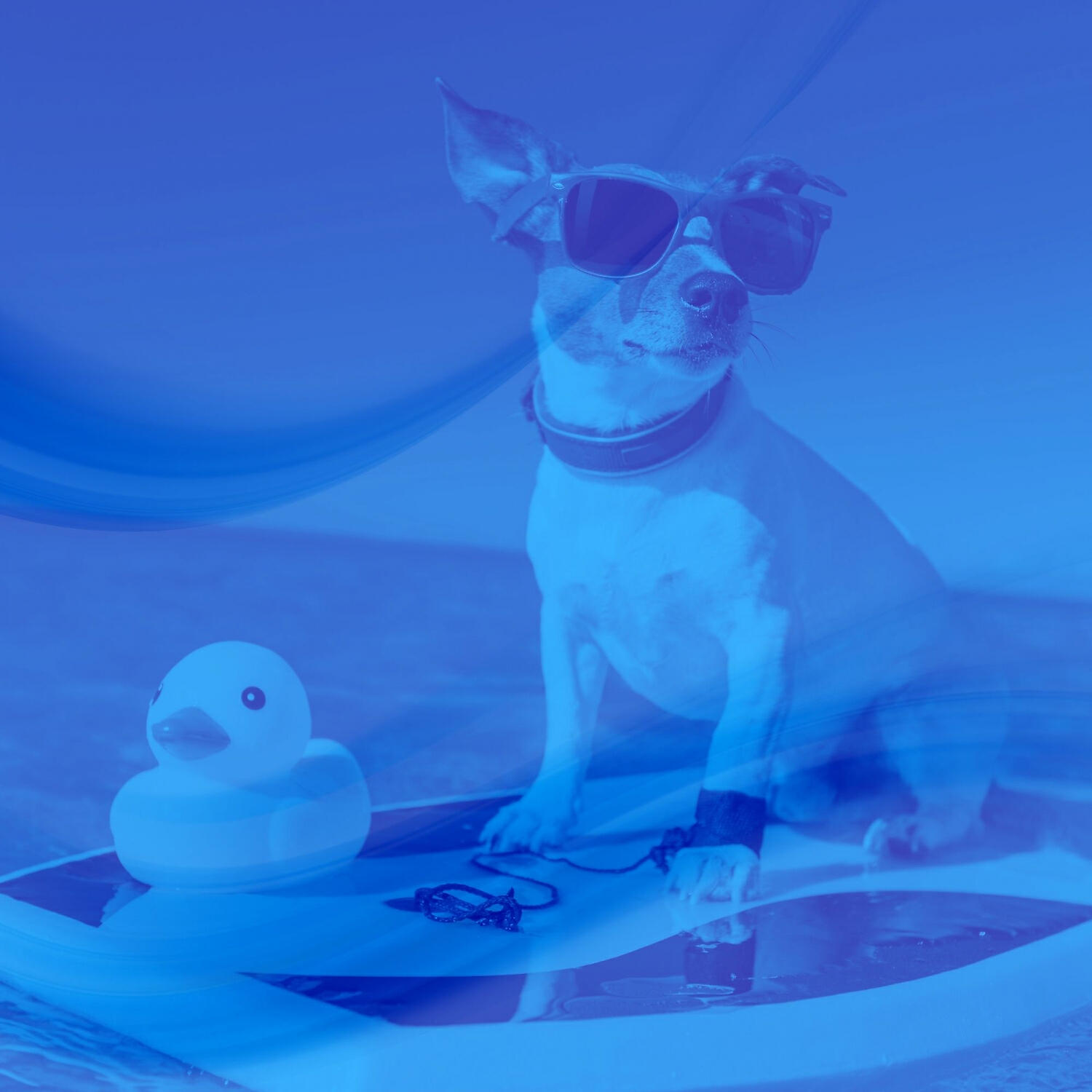 Relax My Dog Music - Harp Music Soundtrack for Doggy Anxiety