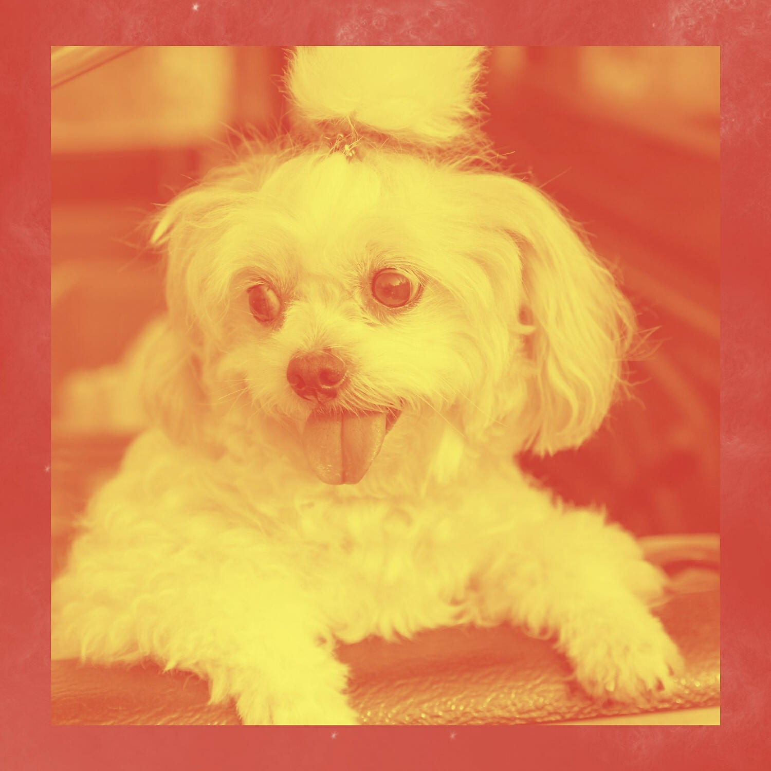 Amazing Doggy Music - Spacious Bossa Nova - Vibe for Calming Dogs
