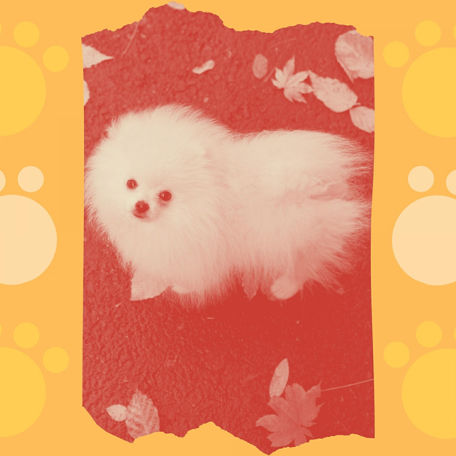 Relaxing Dog Music Prime - Bubbly Harps and Guitars - Vibe for Doggy Anxiety