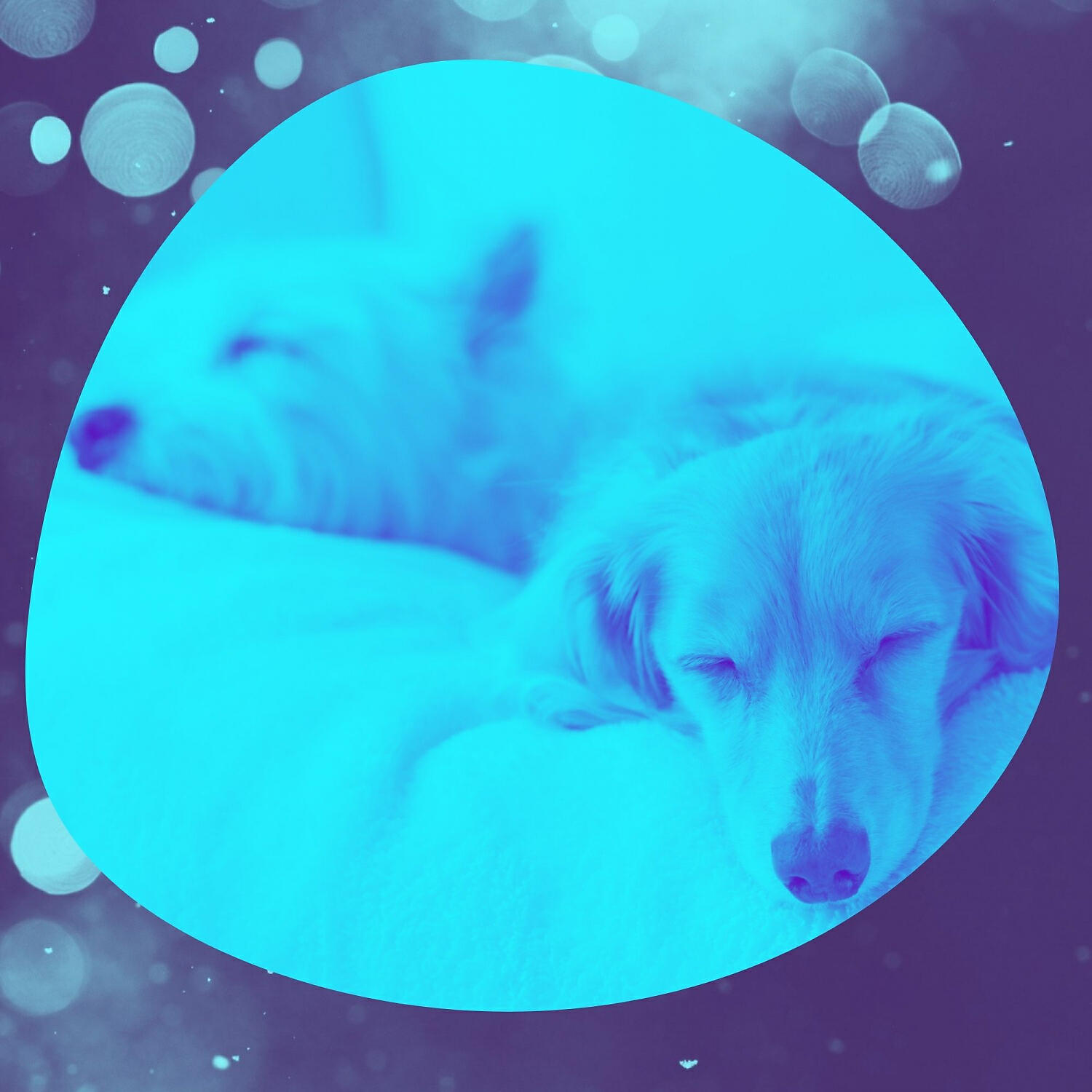 Calm Dog Music - Extraordinary Moods for Doggy Naptime