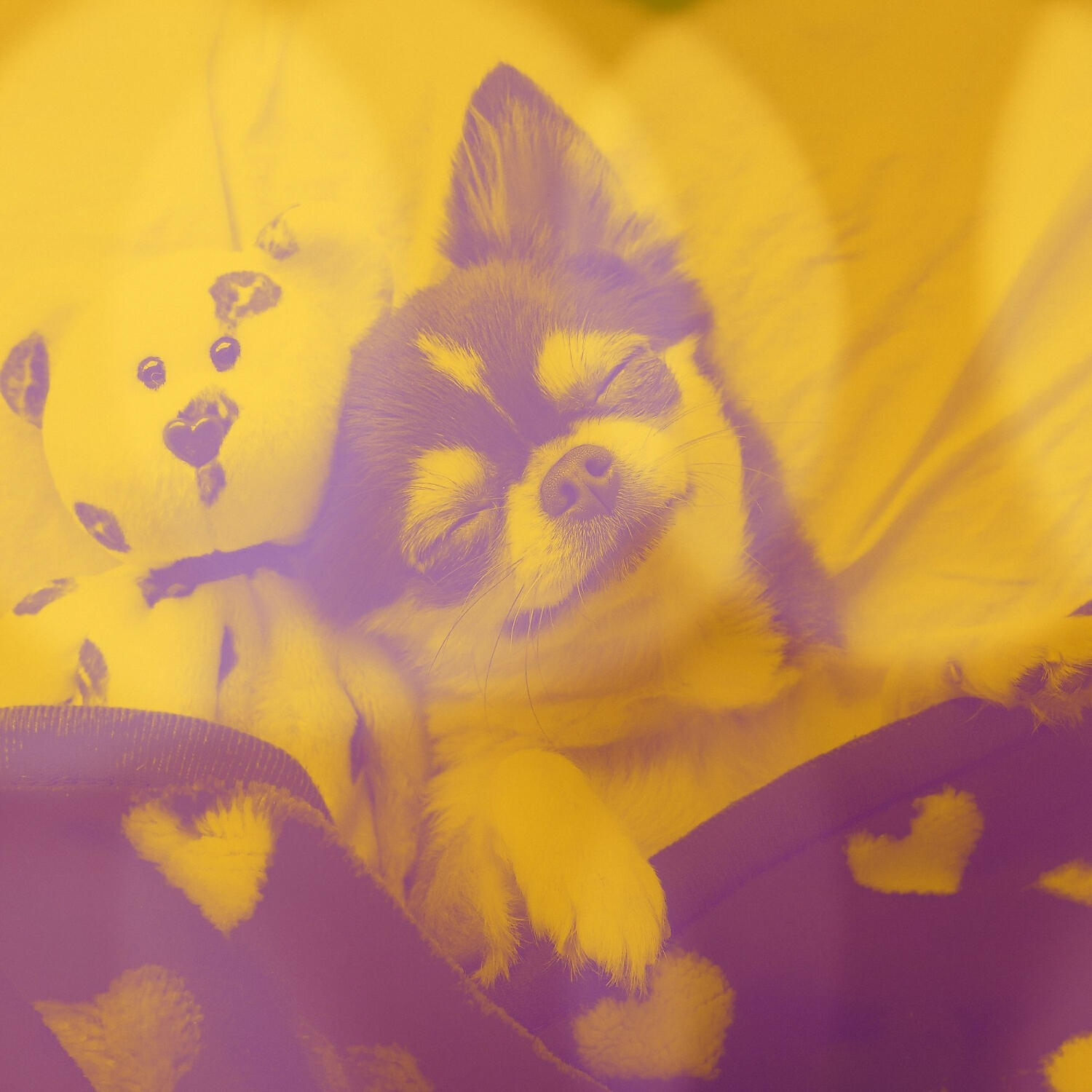 Comfortable Doggy Music - Excellent Bossa Nova - Vibe for Relaxing Your Dog