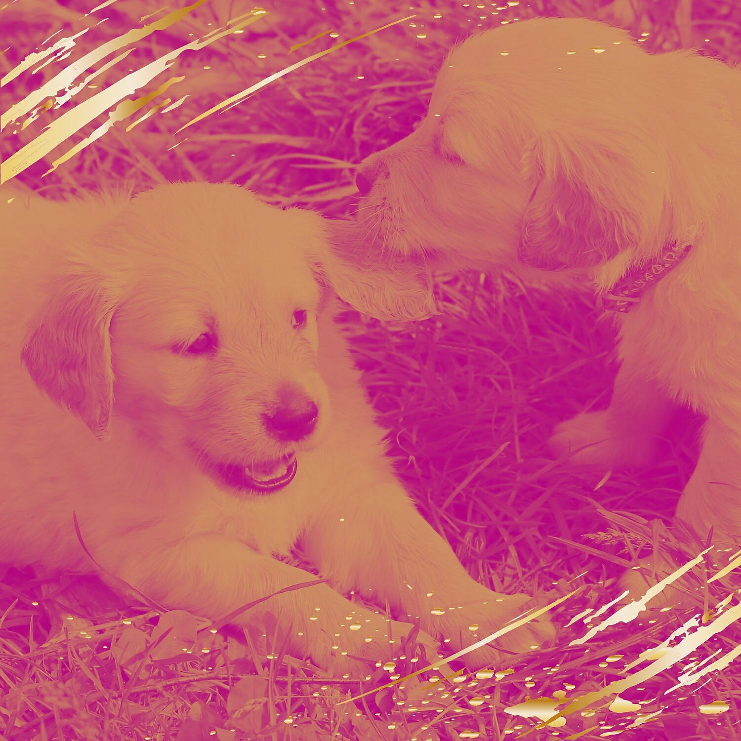 Dog Chill Out Music - Grand Music for Doggy Naptime
