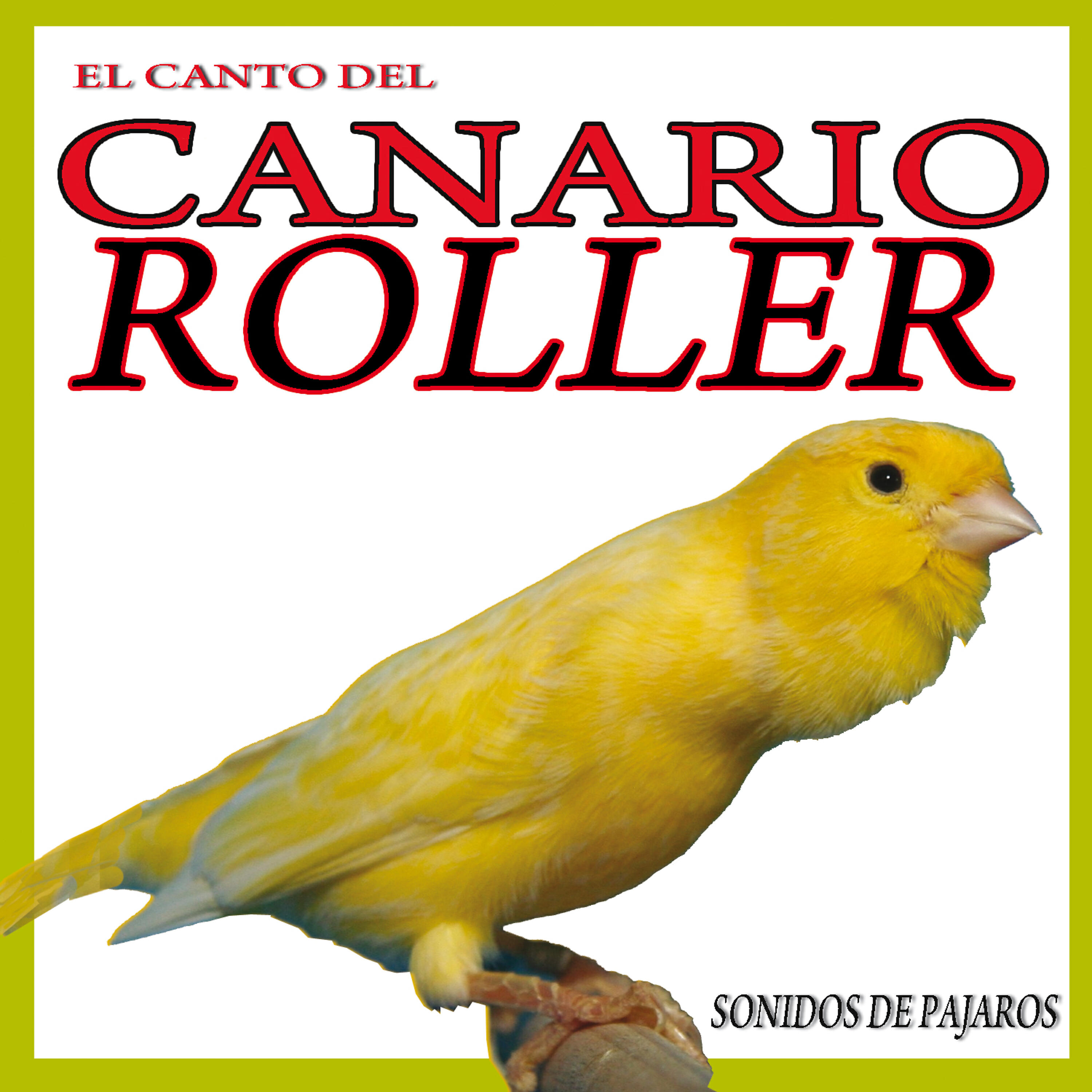 Sound - The Sound of the Roller Canary
