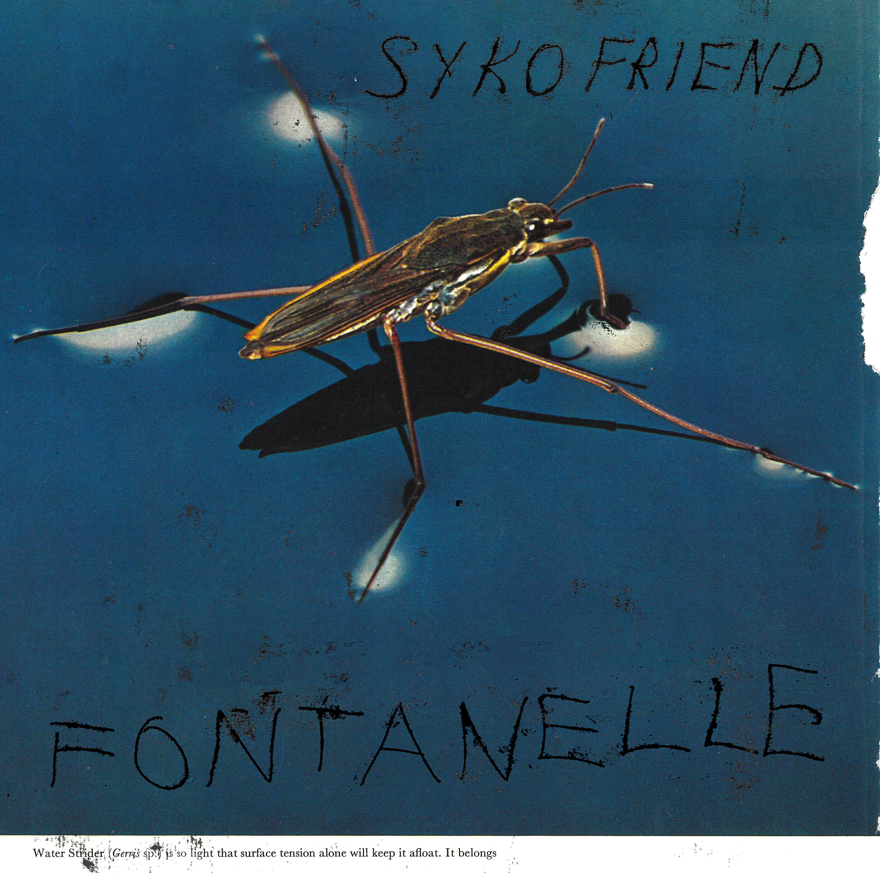 Syko Friend - Liberty