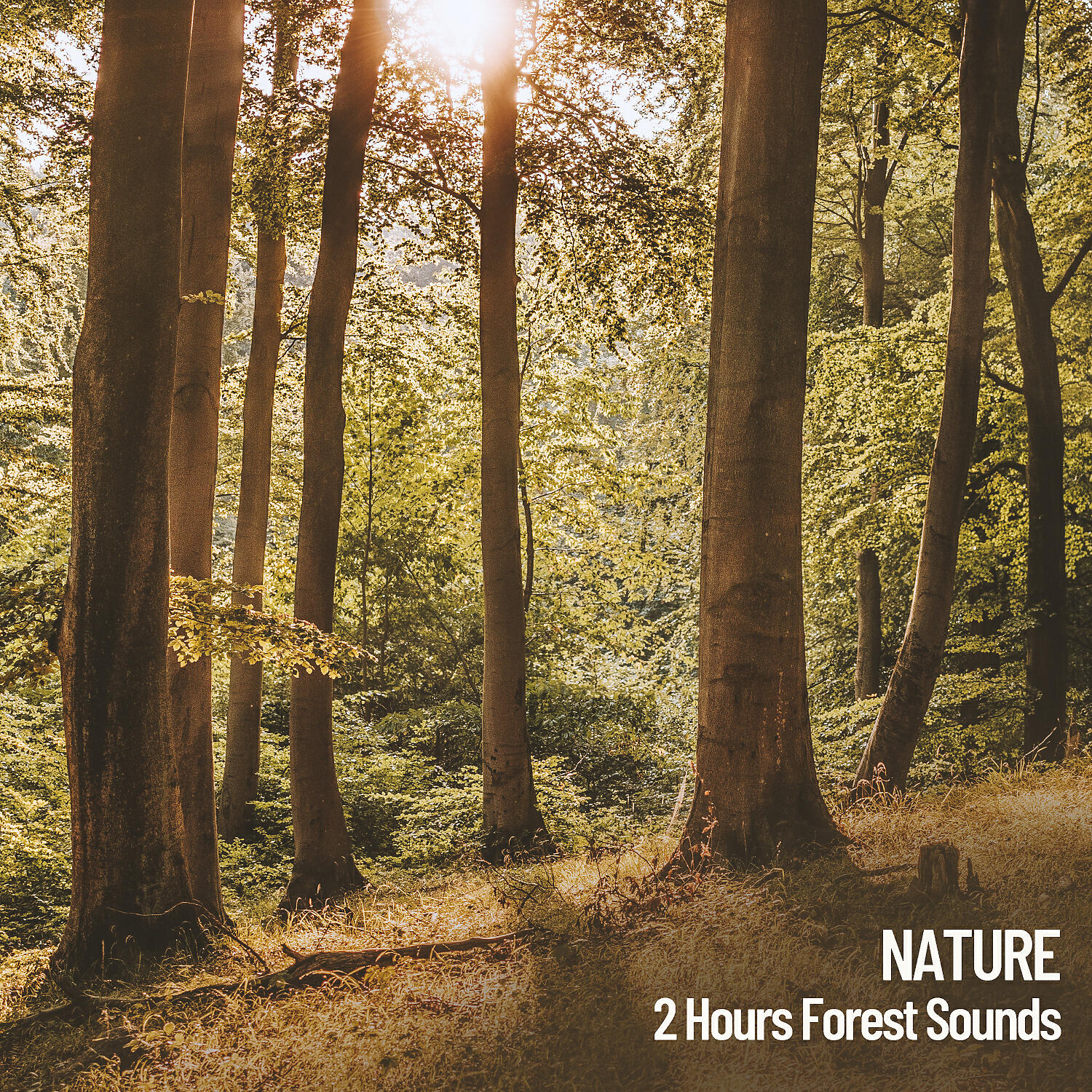 Monarch Baby Lullaby Institute - 2 Hours of Nature Sounds