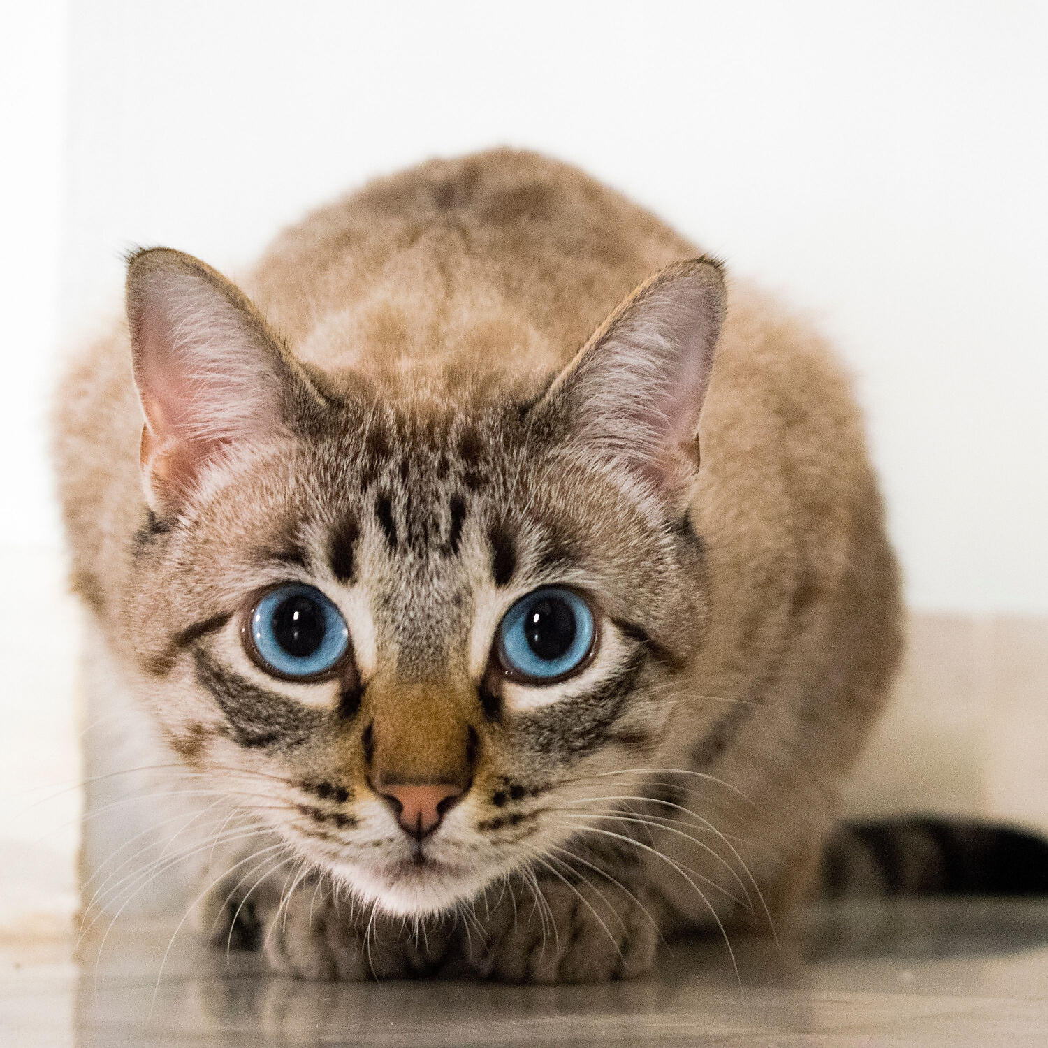 Cat Music - Relaxing Tuning Forks for Cats