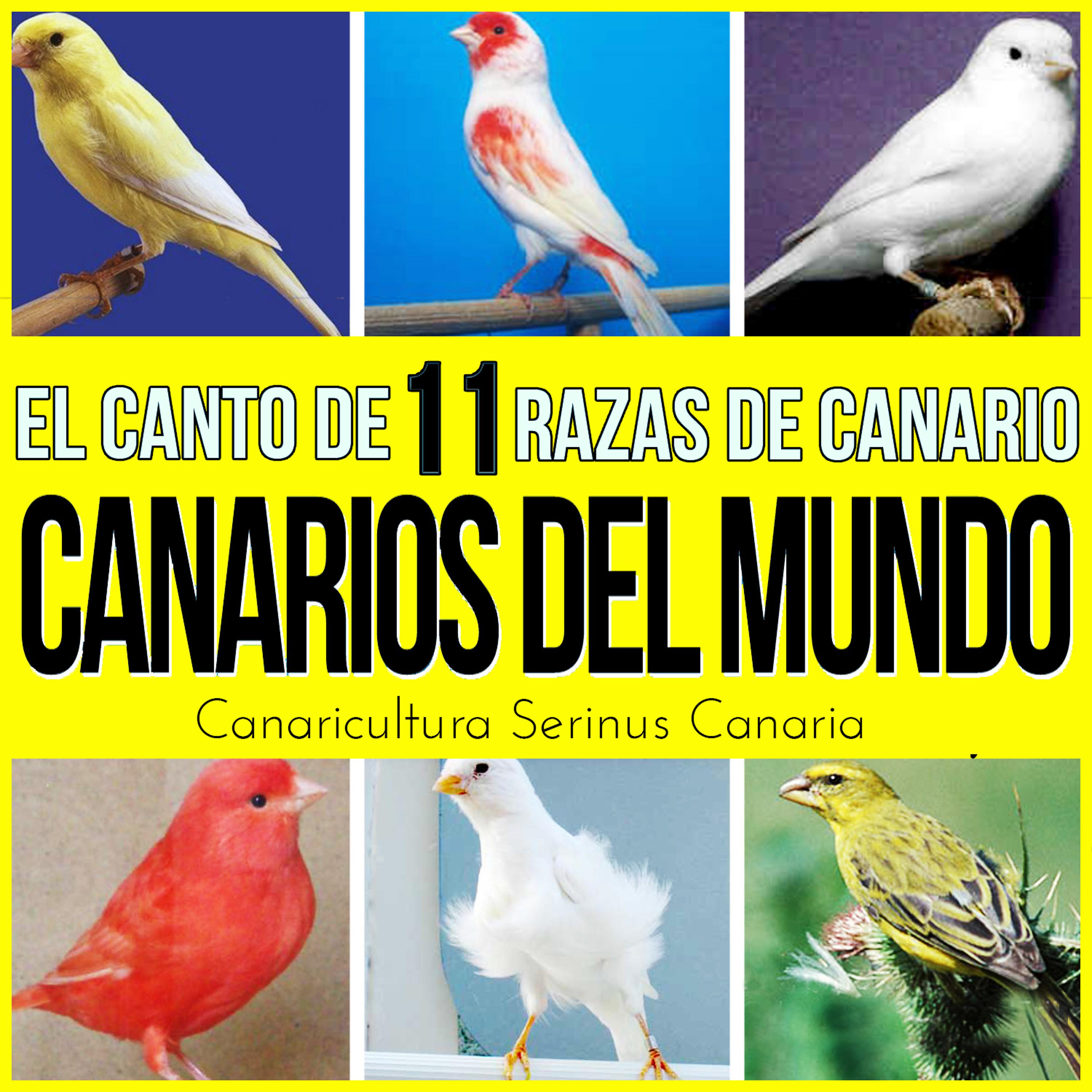 Постер альбома Canarios del Mundo. El Canto de 11 Razas de Canario Canaricultura Serinus Canaria