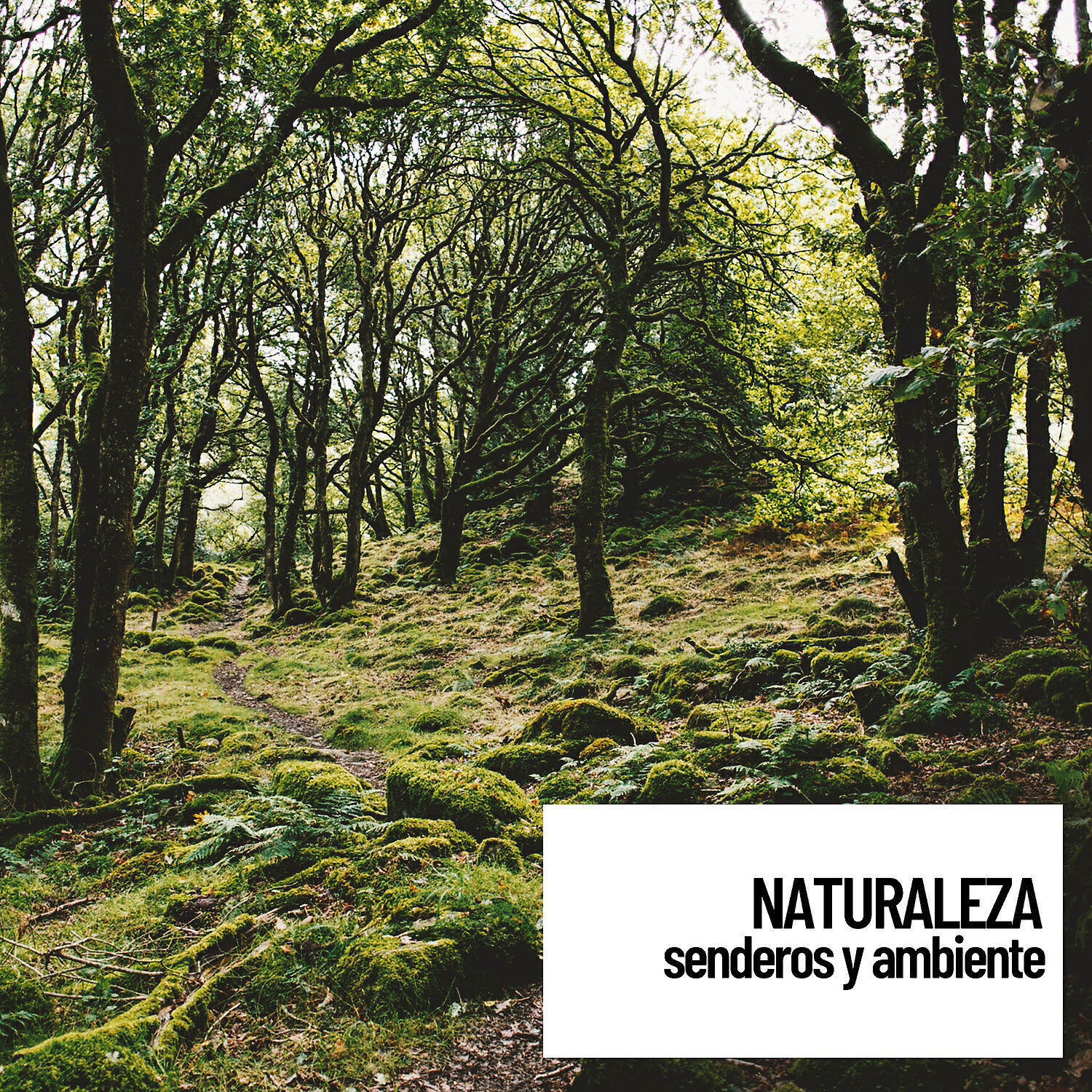 Reiki Armonía - Soothing Forest Walk