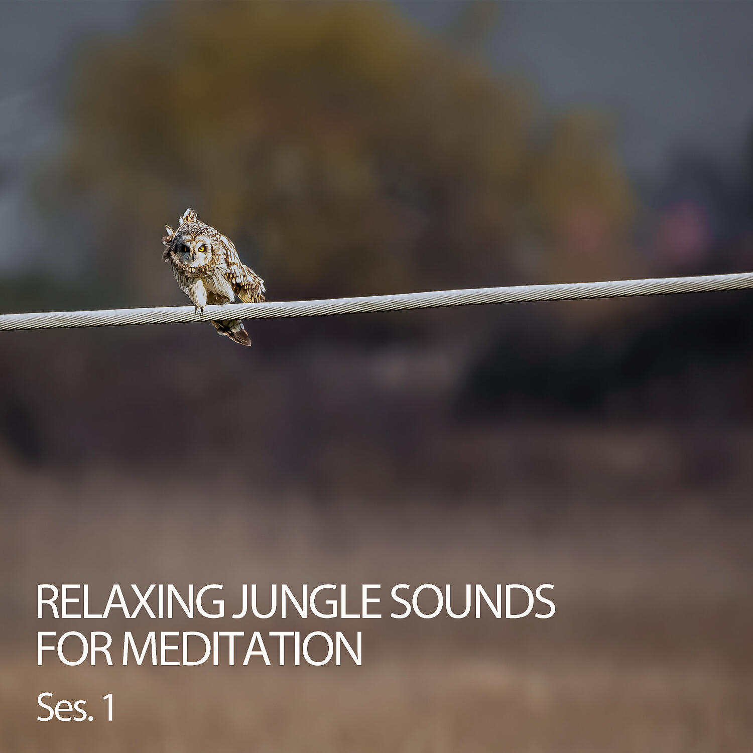 Relaxing Music - East Forest Meditation