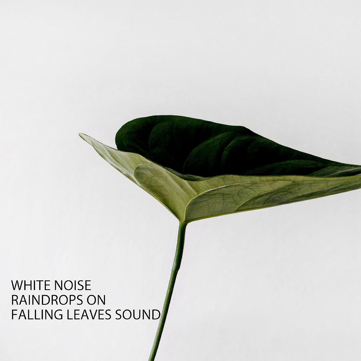 Постер альбома White Noise: Raindrops On Falling Leaves Sound