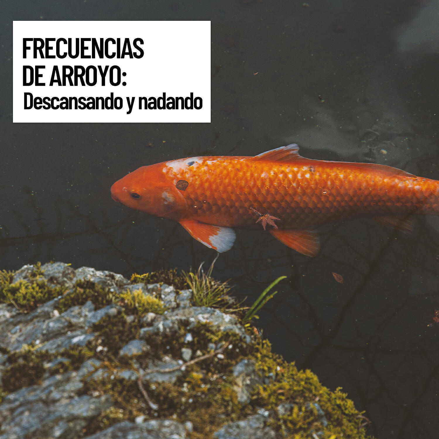 MÚSICA PARA NIÑOS - Rainy Waterflow Swim