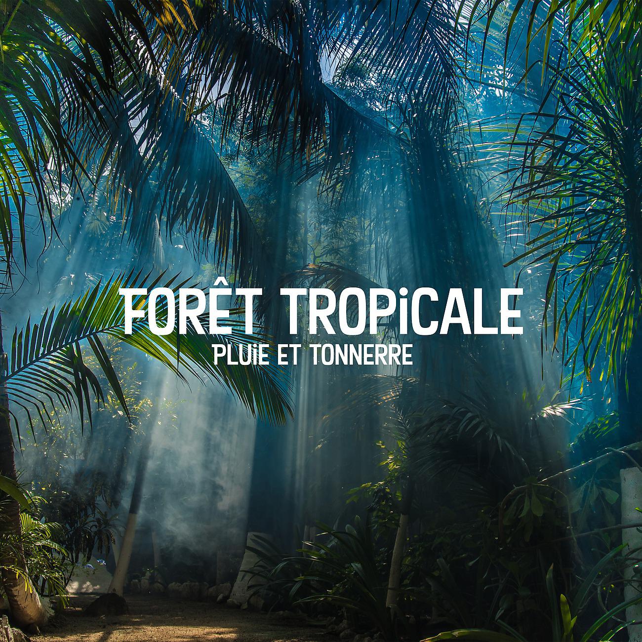 Постер альбома Forêt tropicale