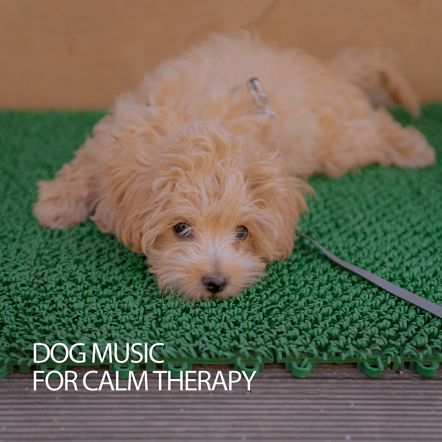 Music For Dog's Ears - Crashing Cats Music