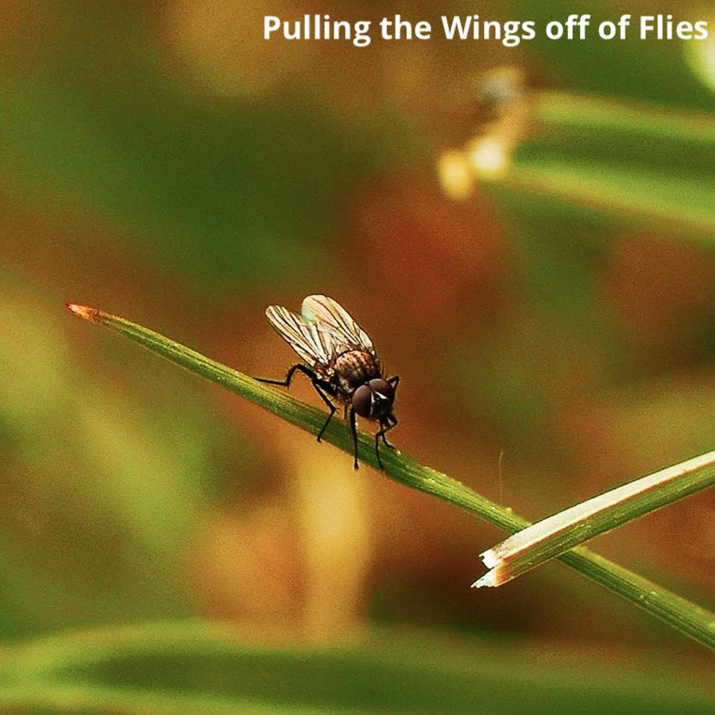 Постер альбома Pulling the Wings off of Flies
