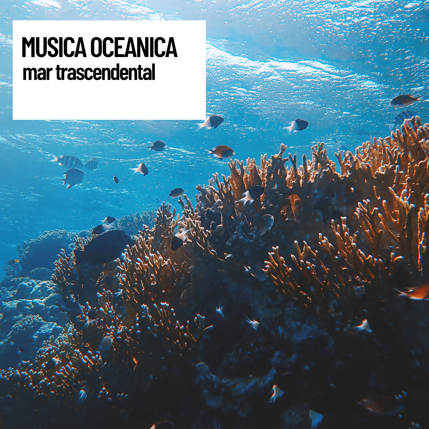 Sonido Del Bosque - Soft Ripple