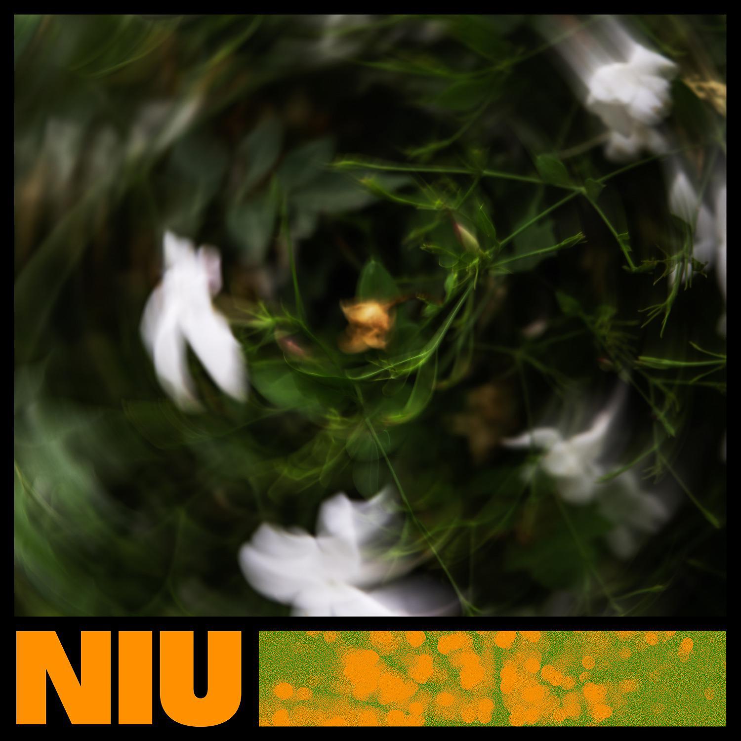 Постер альбома Niu