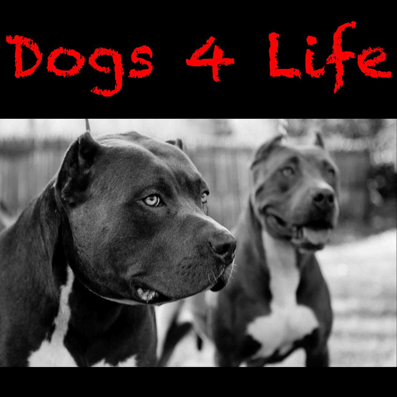 Постер альбома Dogs 4 Life