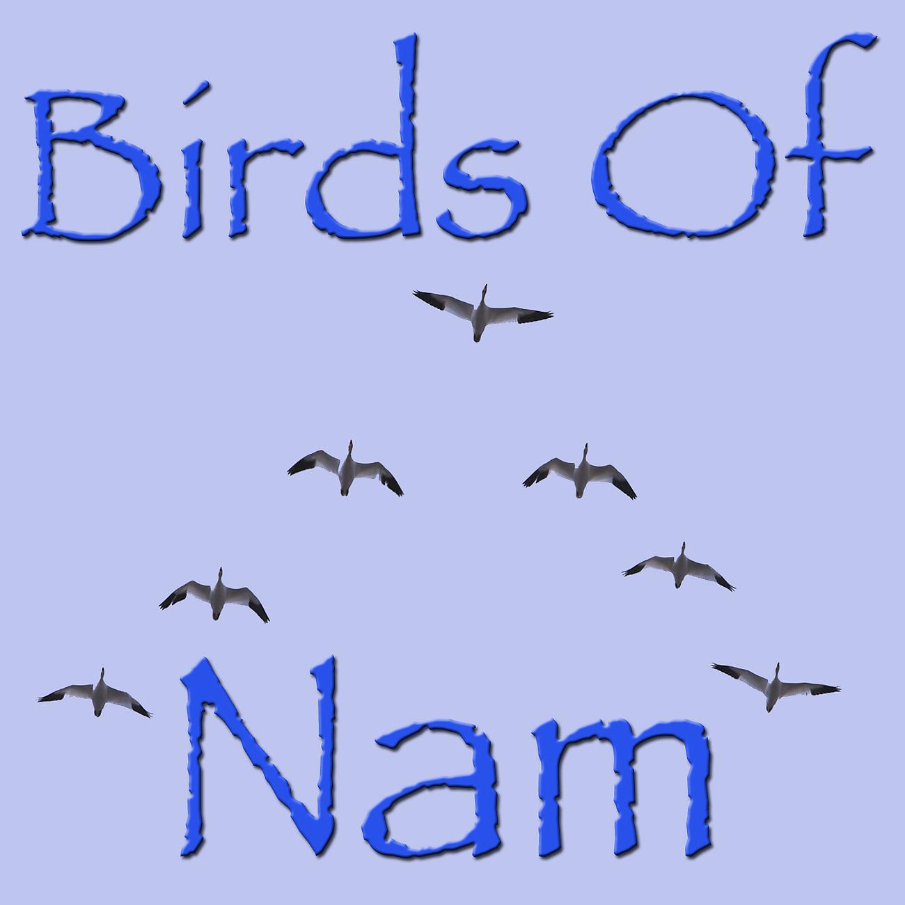 Постер альбома The Birds Of Nam