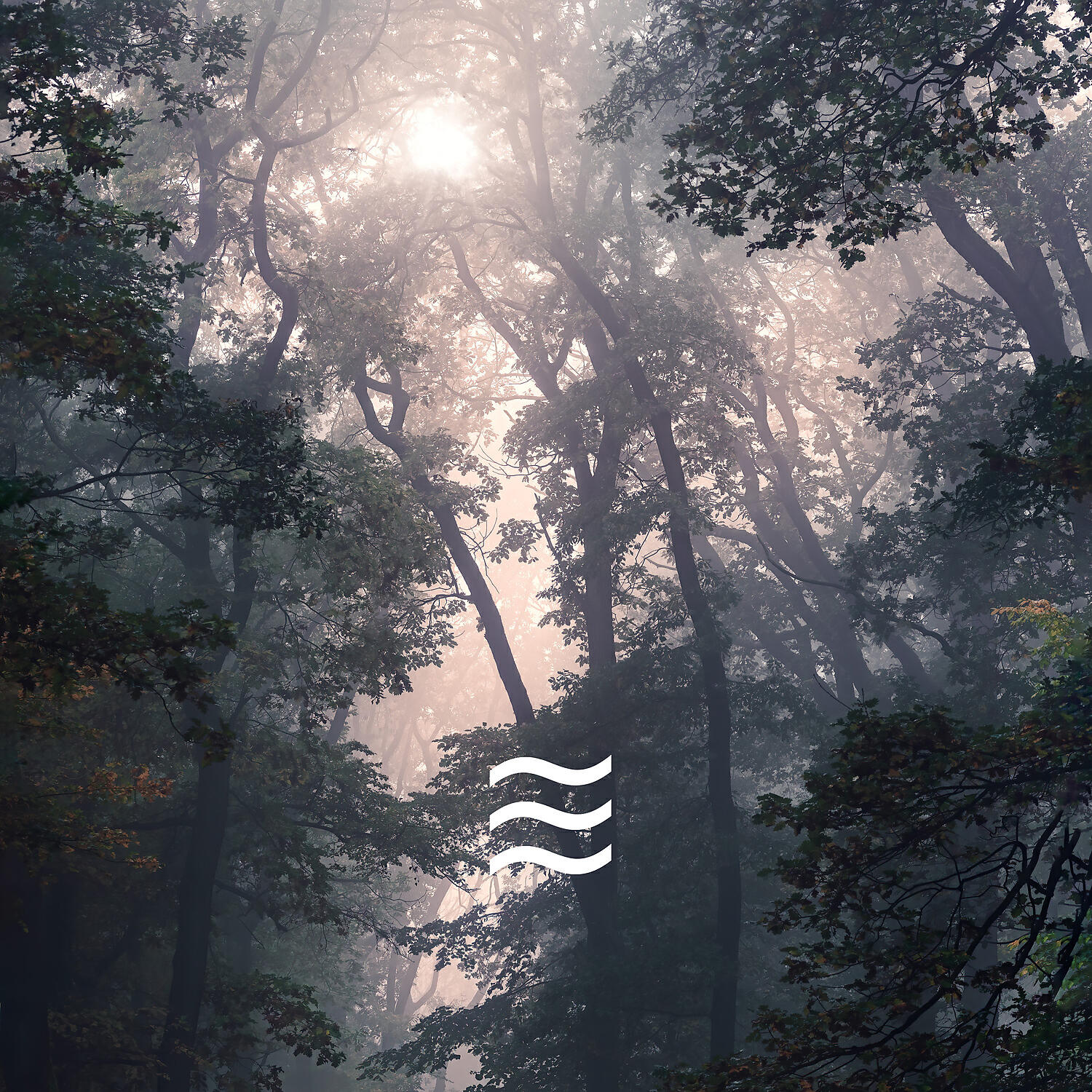 Enjoyable Home Office Relax with Forest and Birds - Smooth Calmful Nature of Forest and Birds